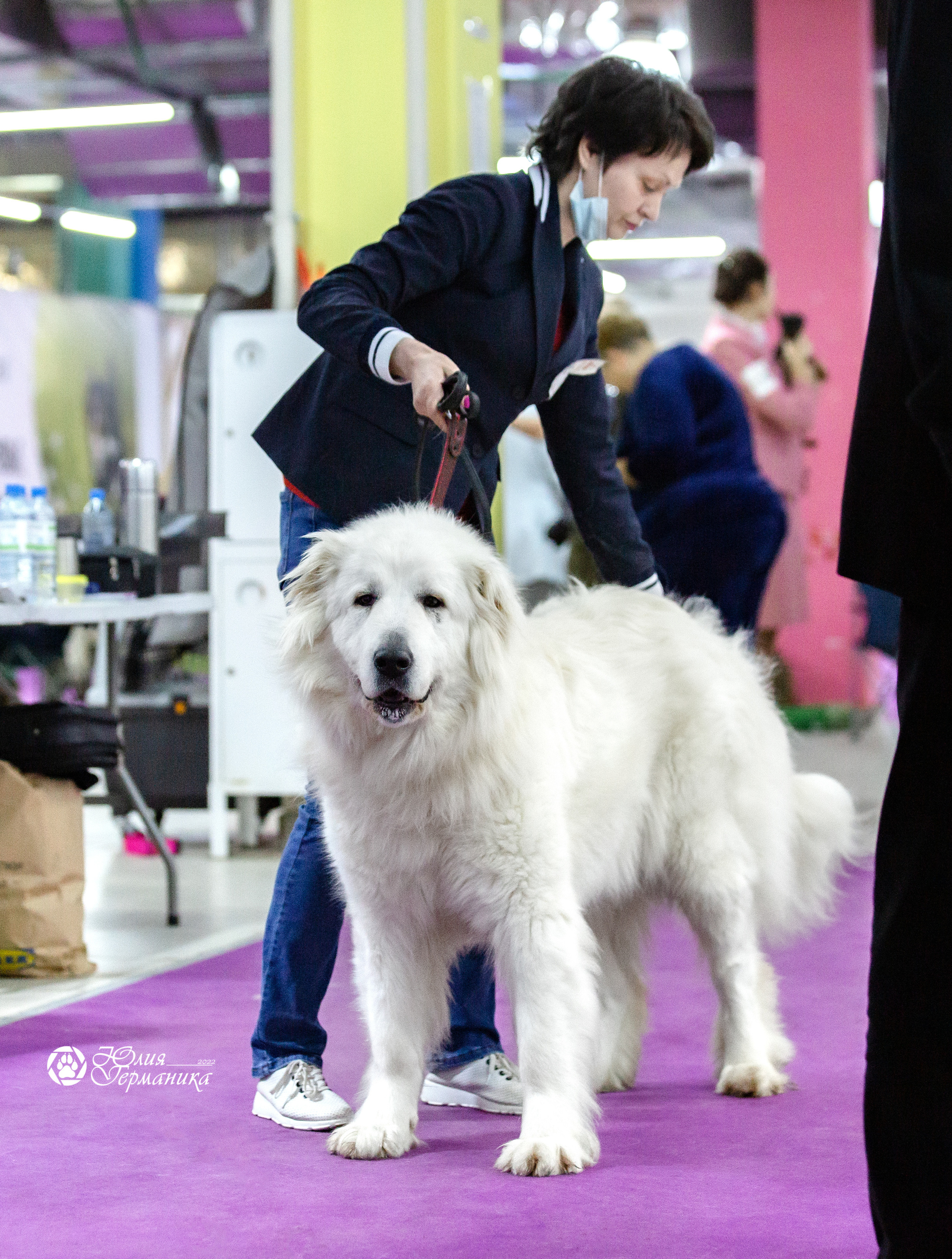 Чайна-Таун 23 февраля 2022. Фотограф-анималист Юлия Германика