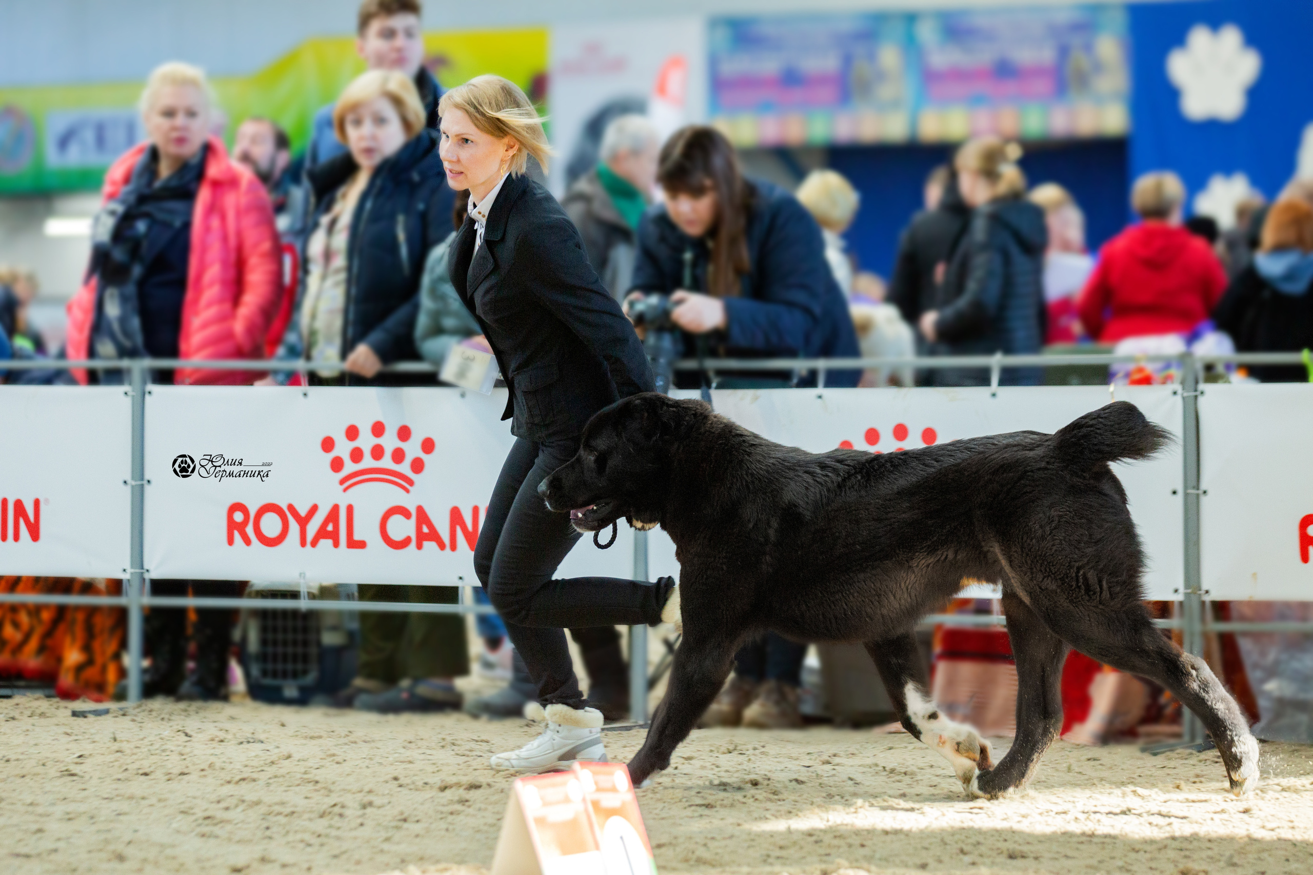 Минск 2хCACIB 5-6 марта 2022. Фотограф-анималист Юлия Германика