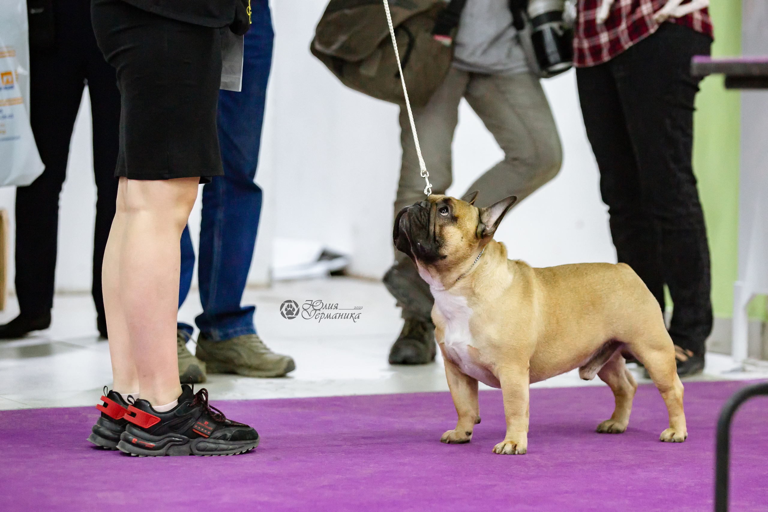 Чайна-Таун 24 и 27 марта 2022. Фотограф-анималист Юлия Германика