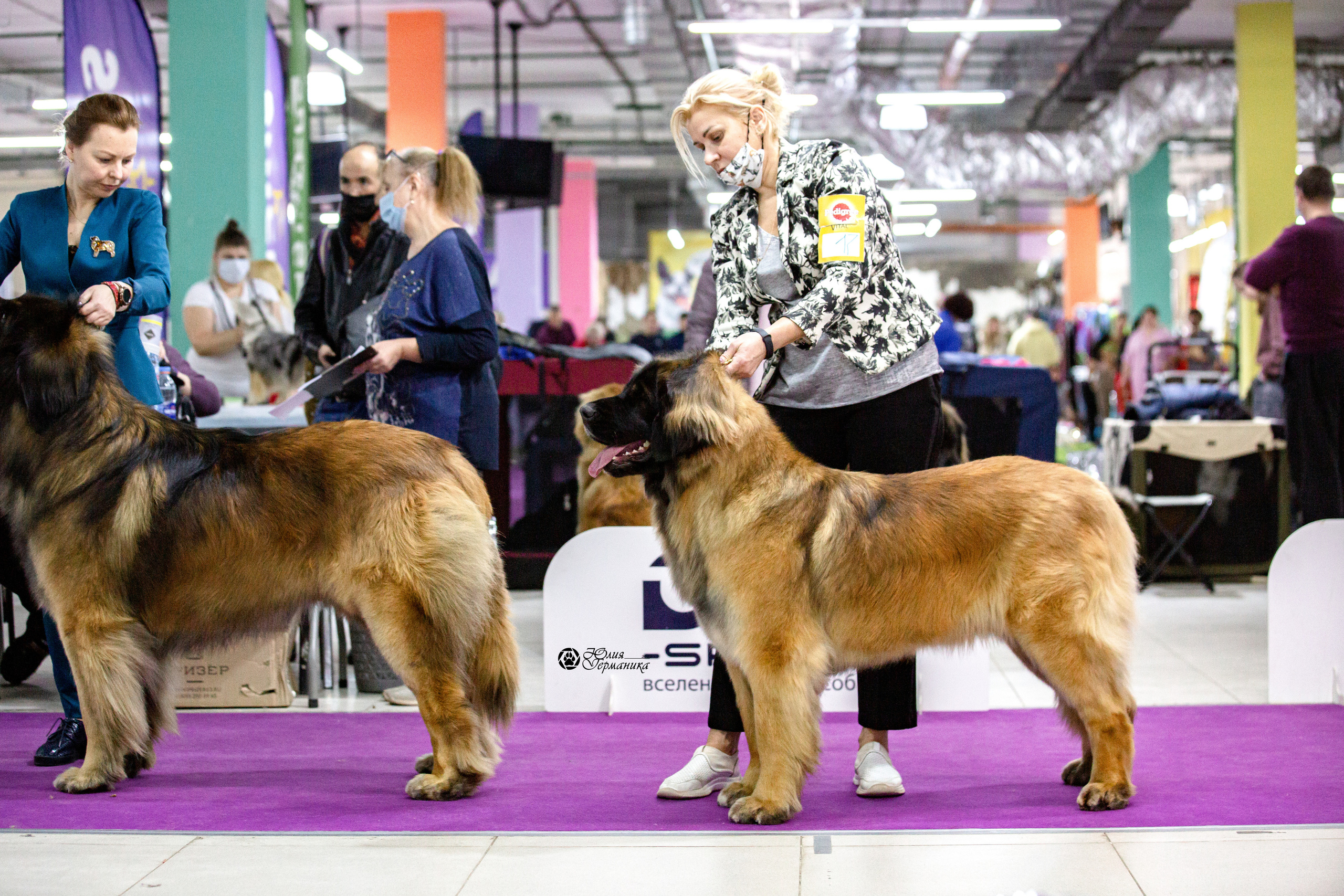 Чайна-Таун 29-30 января 2022. Фотограф-анималист Юлия Германика