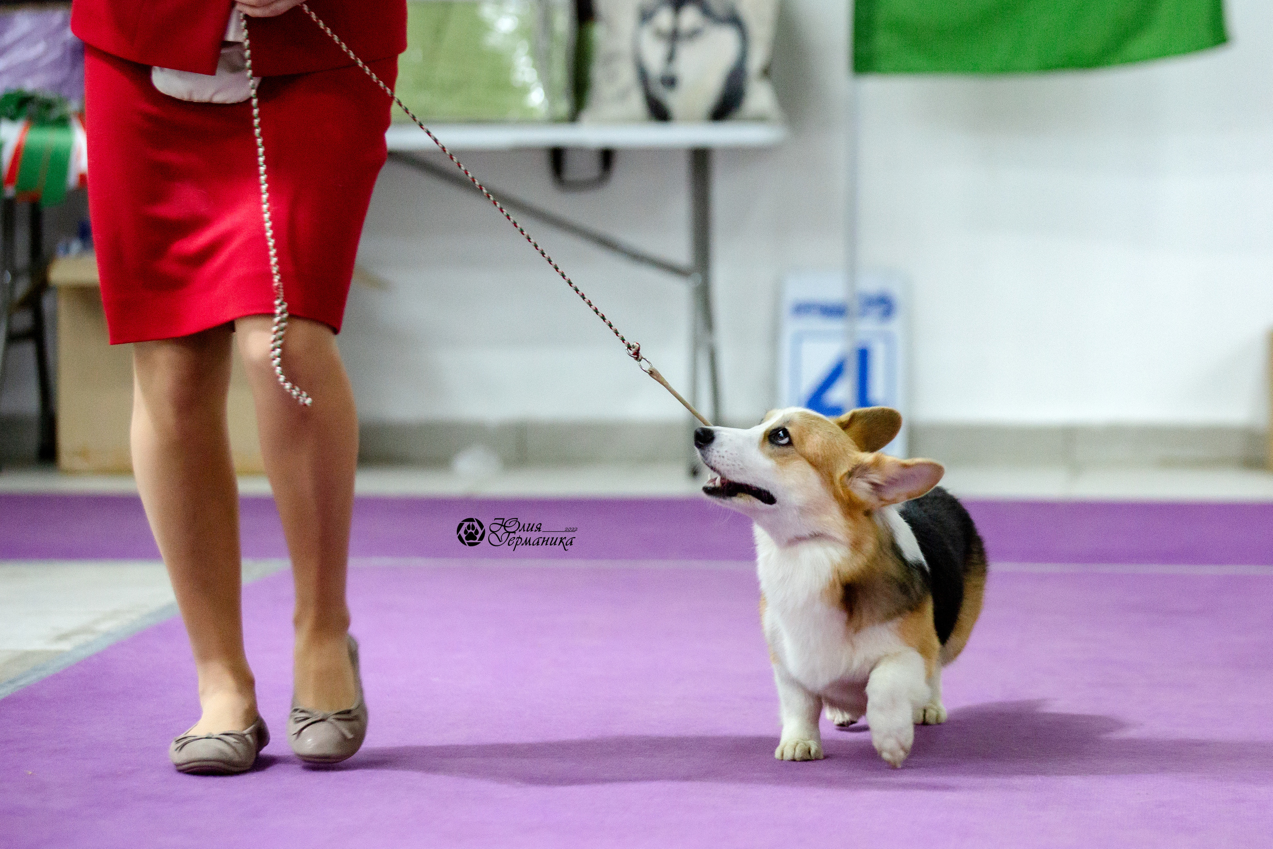 Чайна-Таун 12-13 февраля 2022. Фотограф-анималист Юлия Германика