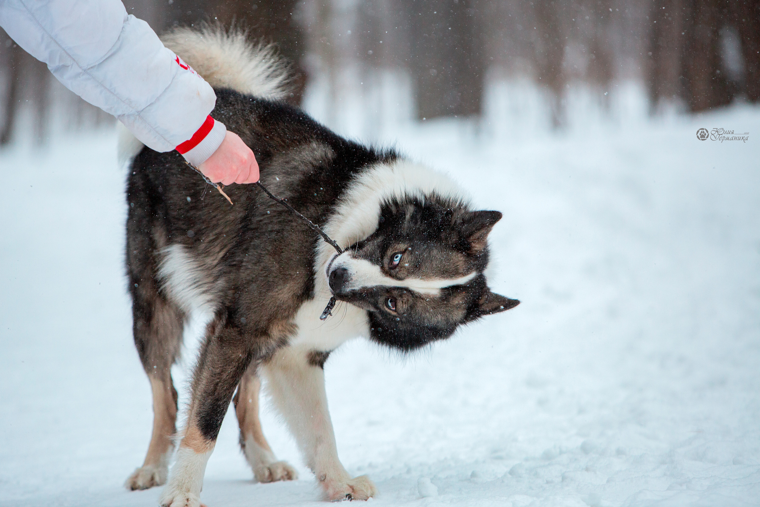 Свободная съемка. Фотограф-анималист Юлия Германика