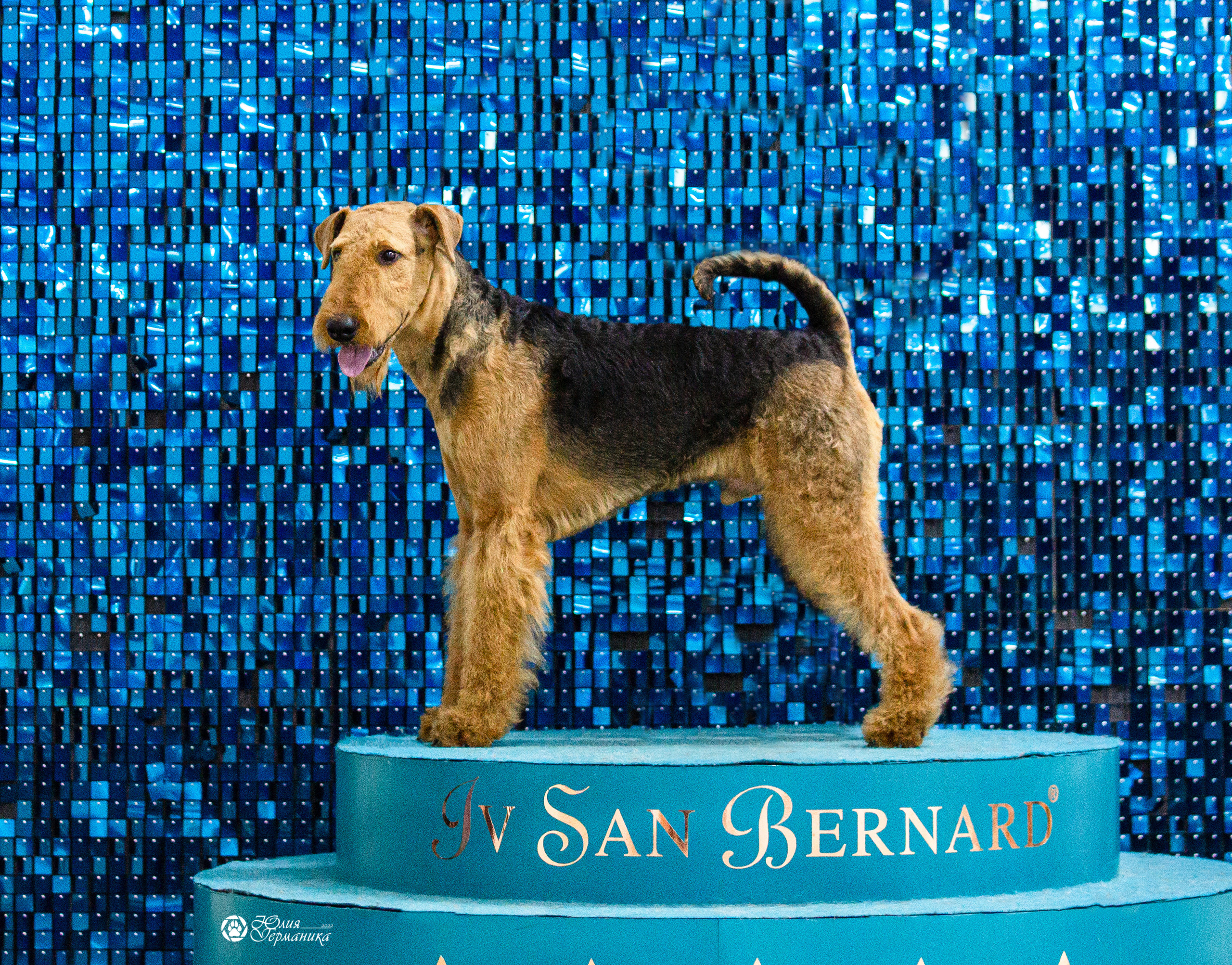 Чайна-Таун 12-13 февраля 2022. Фотограф-анималист Юлия Германика