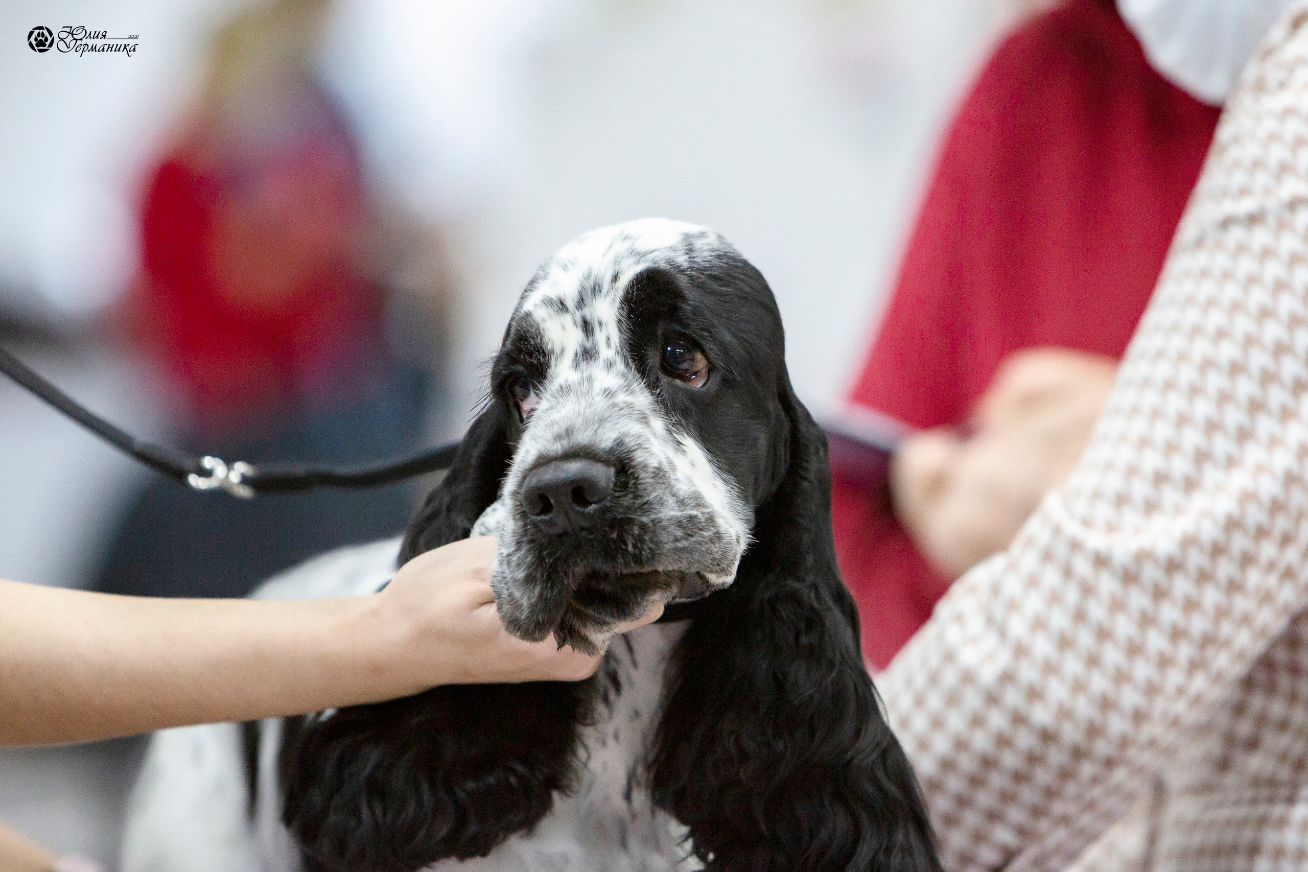 Чайна-Таун 18,26 и 29 декабря 2021. Фотограф-анималист Юлия Германика