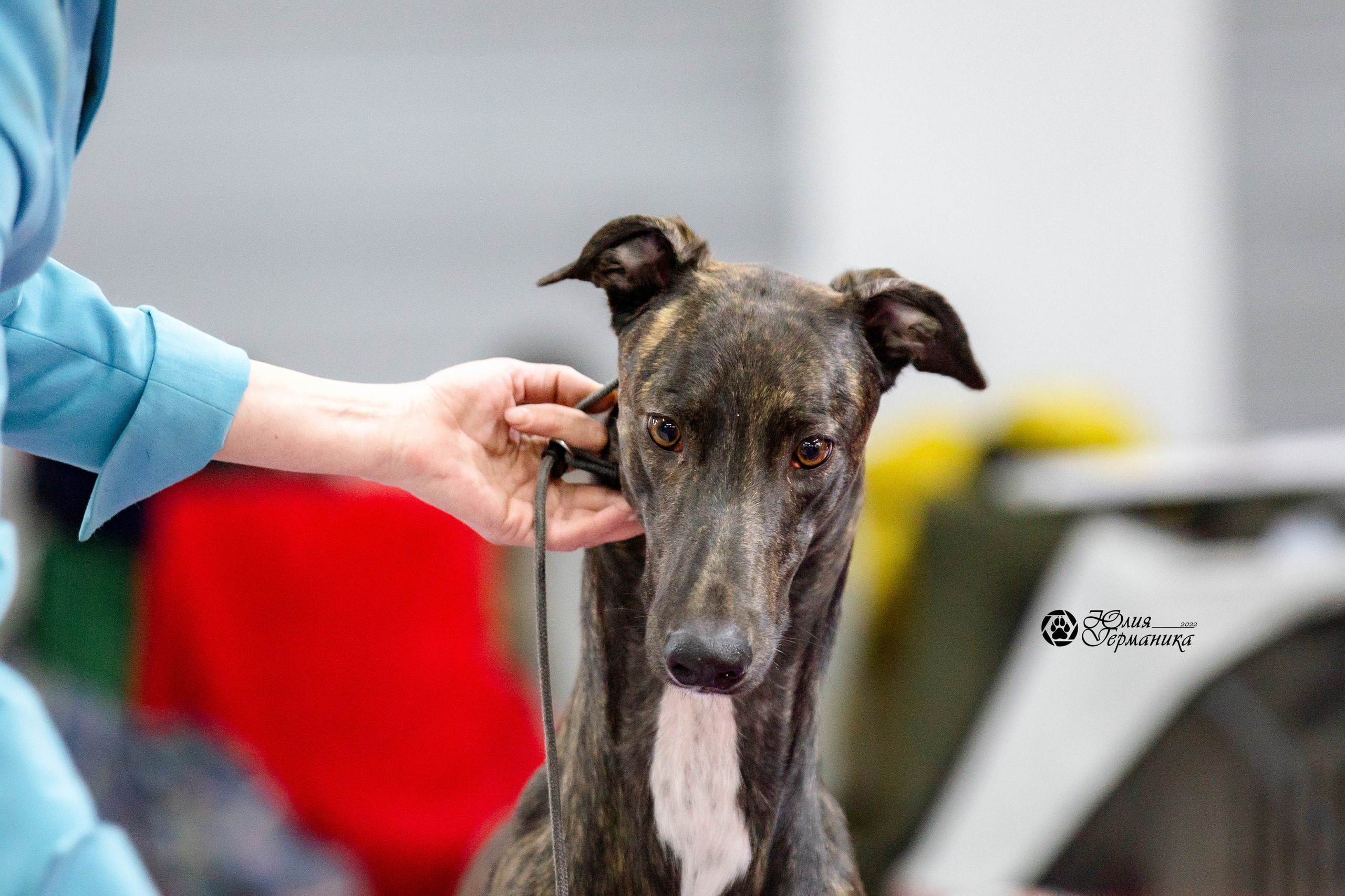 Чайна-Таун 27 февраля 2022. Фотограф-анималист Юлия Германика