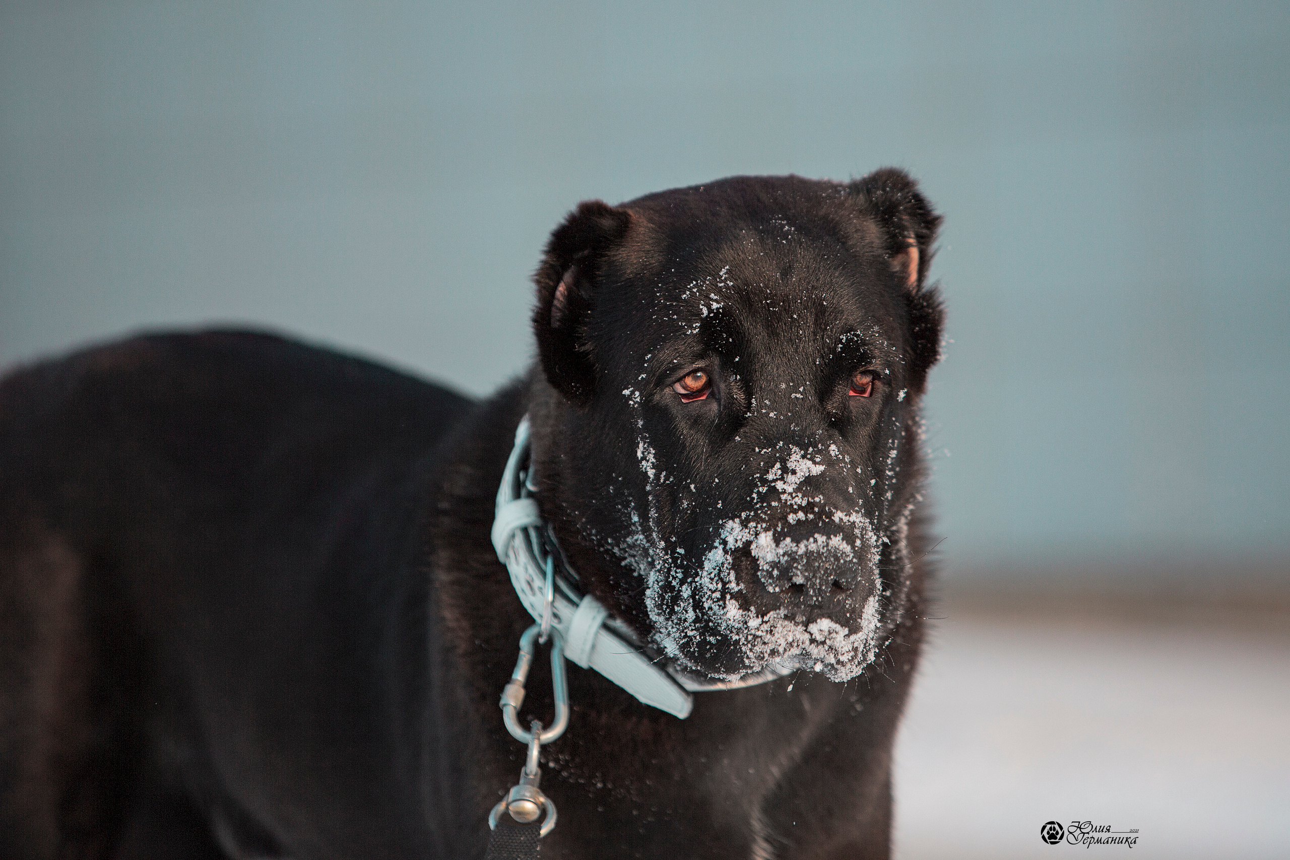 Свободная съемка. Фотограф-анималист Юлия Германика
