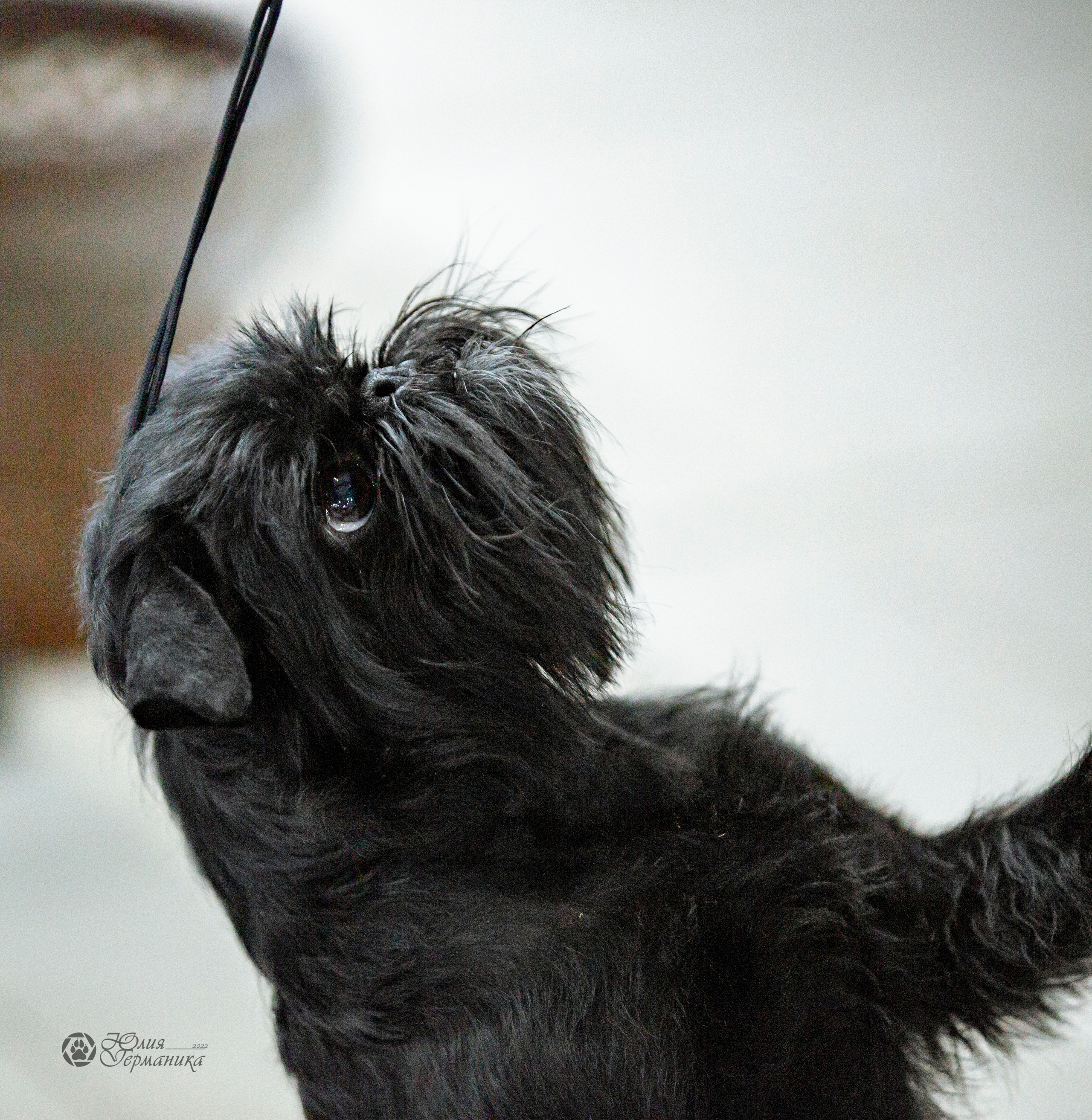 Чайна-Таун 24 и 27 марта 2022. Фотограф-анималист Юлия Германика