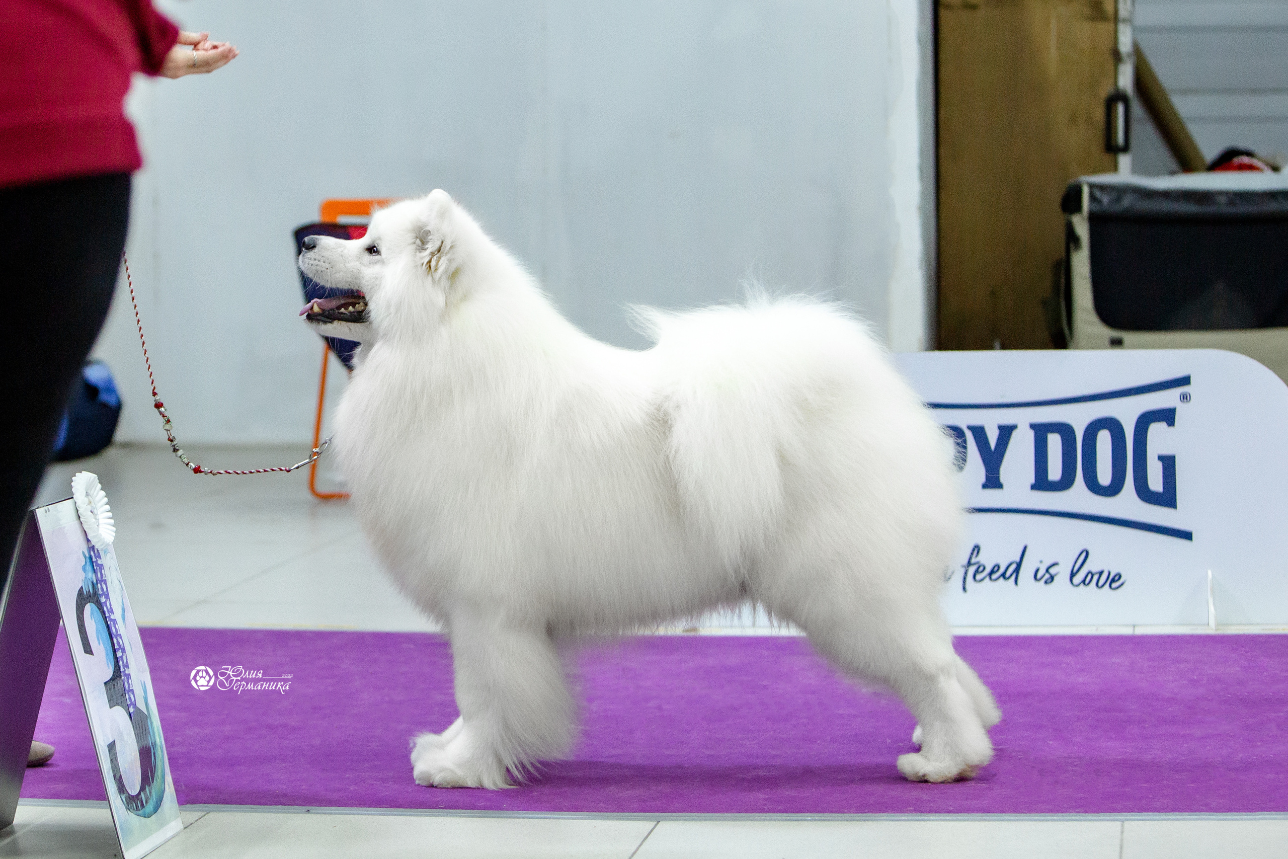 Чайна-Таун 18,26 и 29 декабря 2021. Фотограф-анималист Юлия Германика