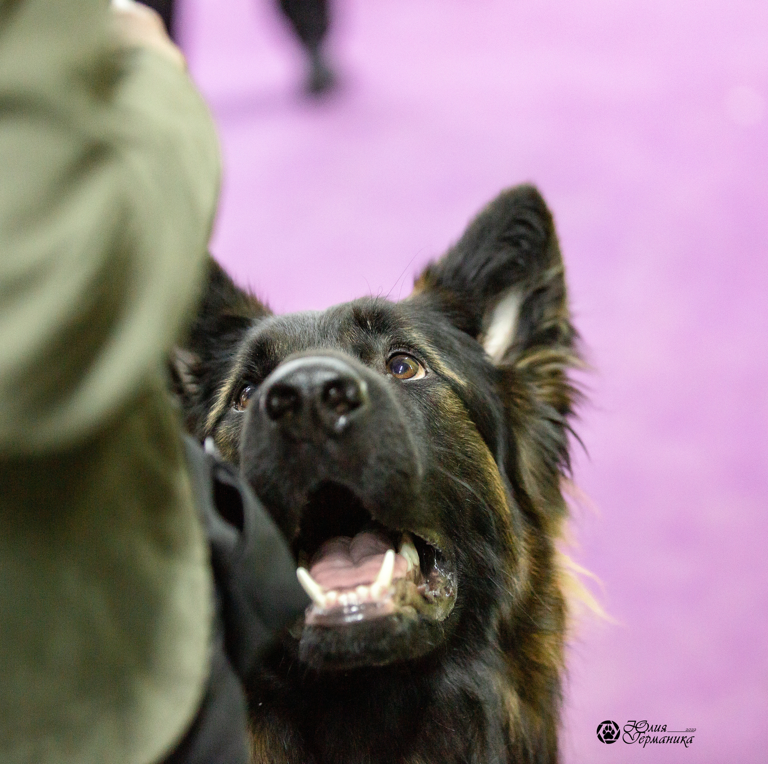 Чайна-Таун 29-30 января 2022. Фотограф-анималист Юлия Германика