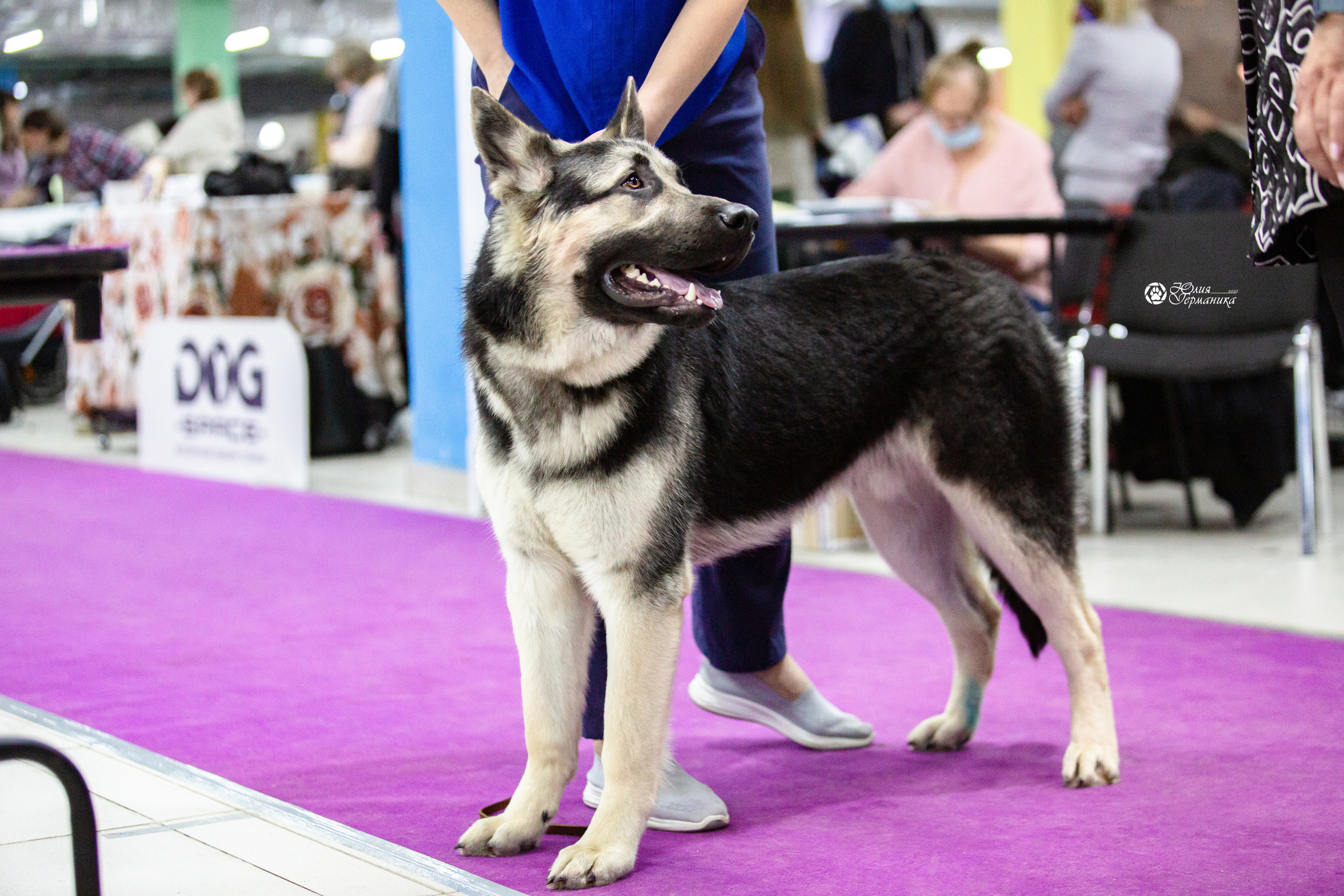 Чайна-Таун 12-13 февраля 2022. Фотограф-анималист Юлия Германика
