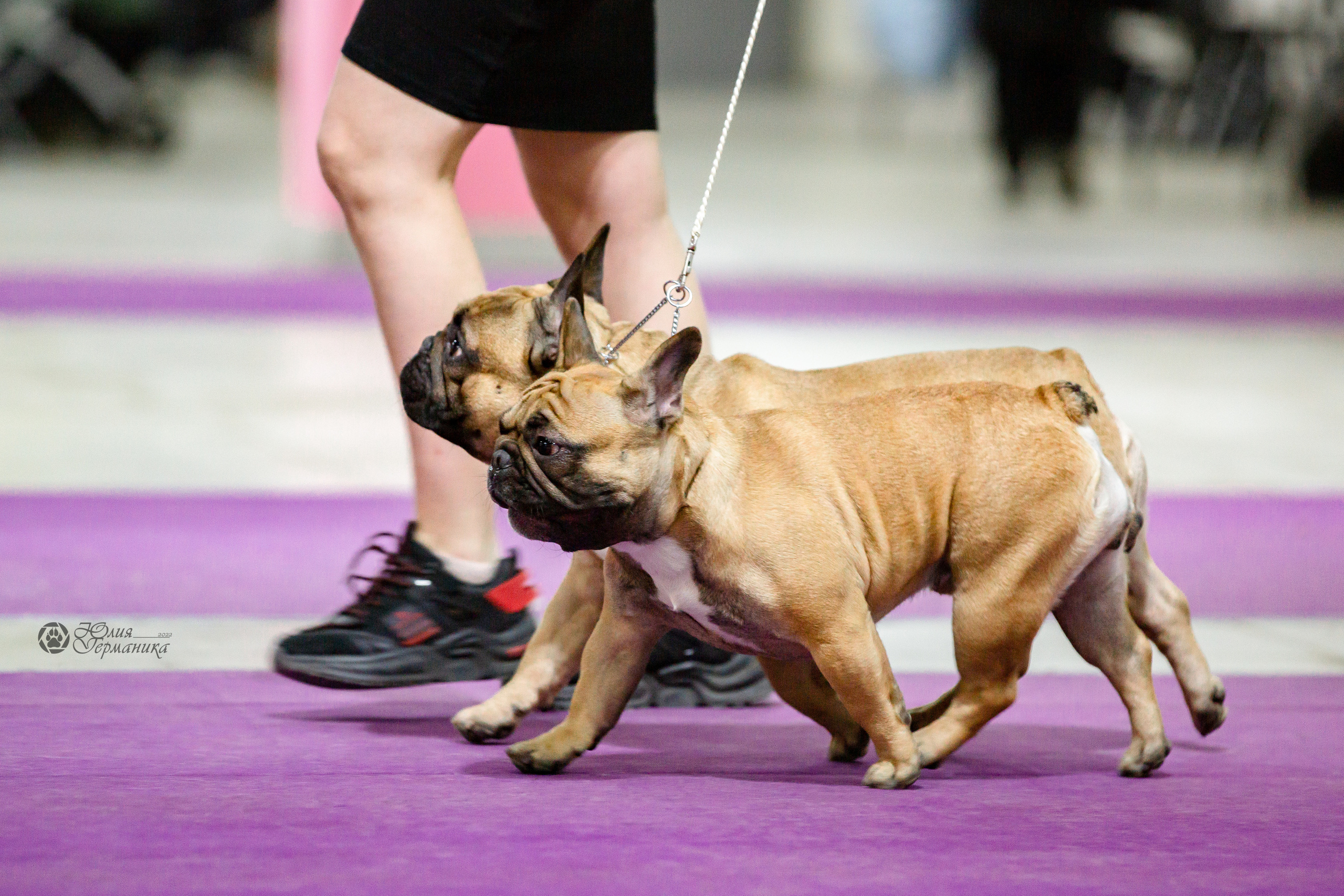 Чайна-Таун 24 и 27 марта 2022. Фотограф-анималист Юлия Германика