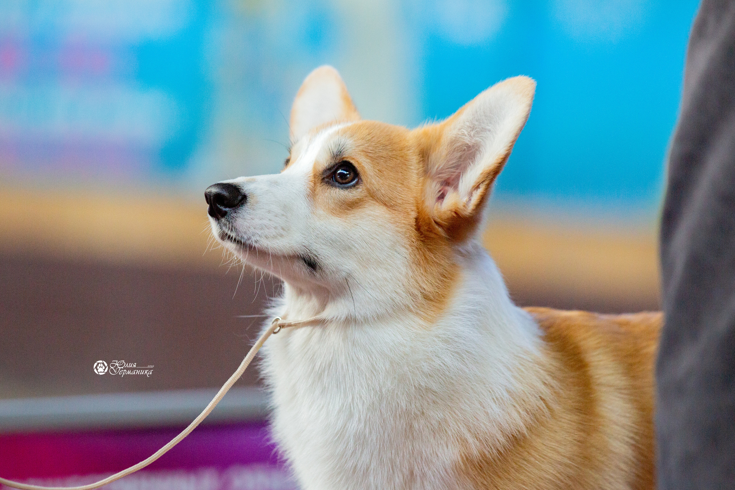 Минск 2хCACIB 5-6 марта 2022. Фотограф-анималист Юлия Германика