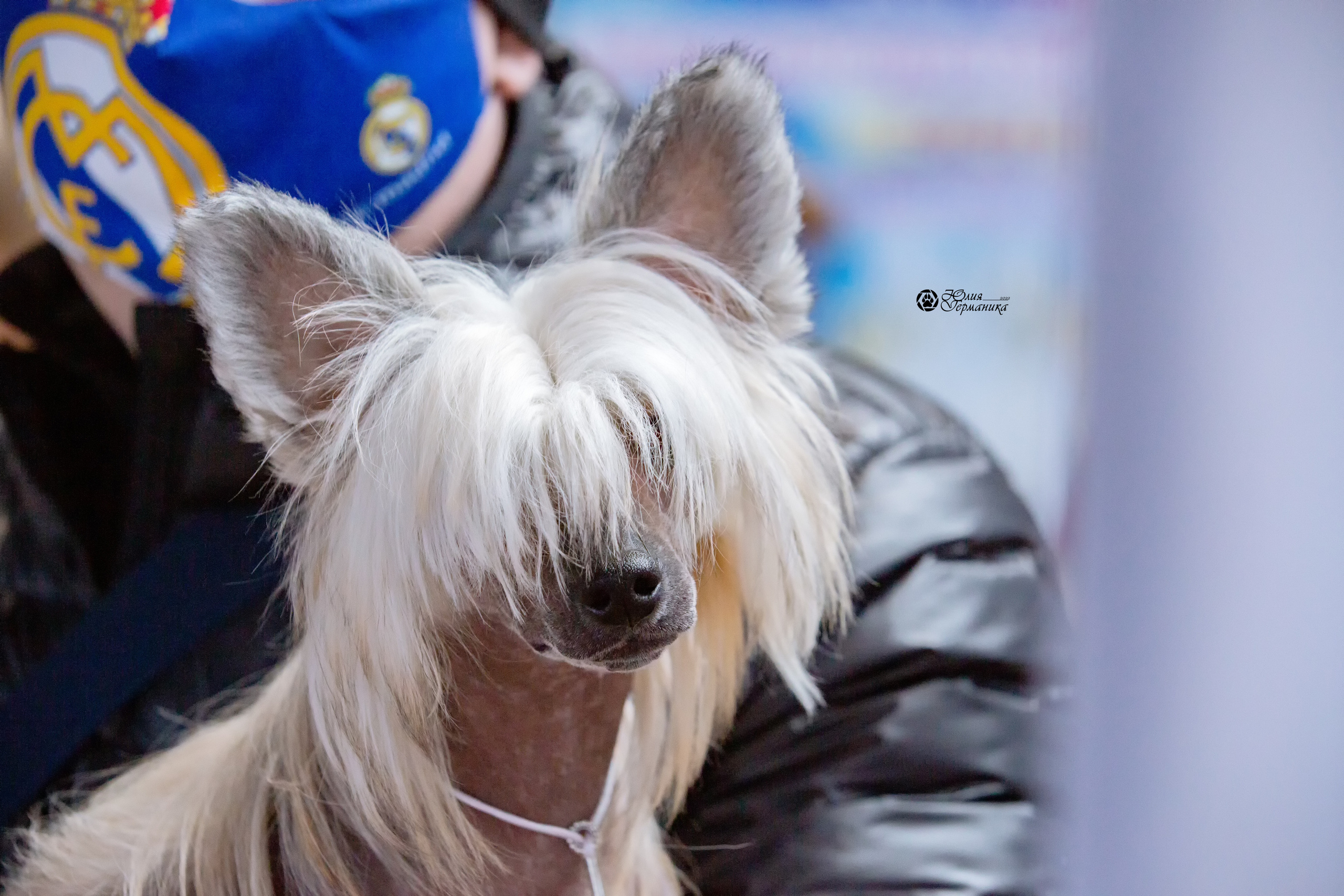 Минск 2хCACIB 5-6 марта 2022. Фотограф-анималист Юлия Германика