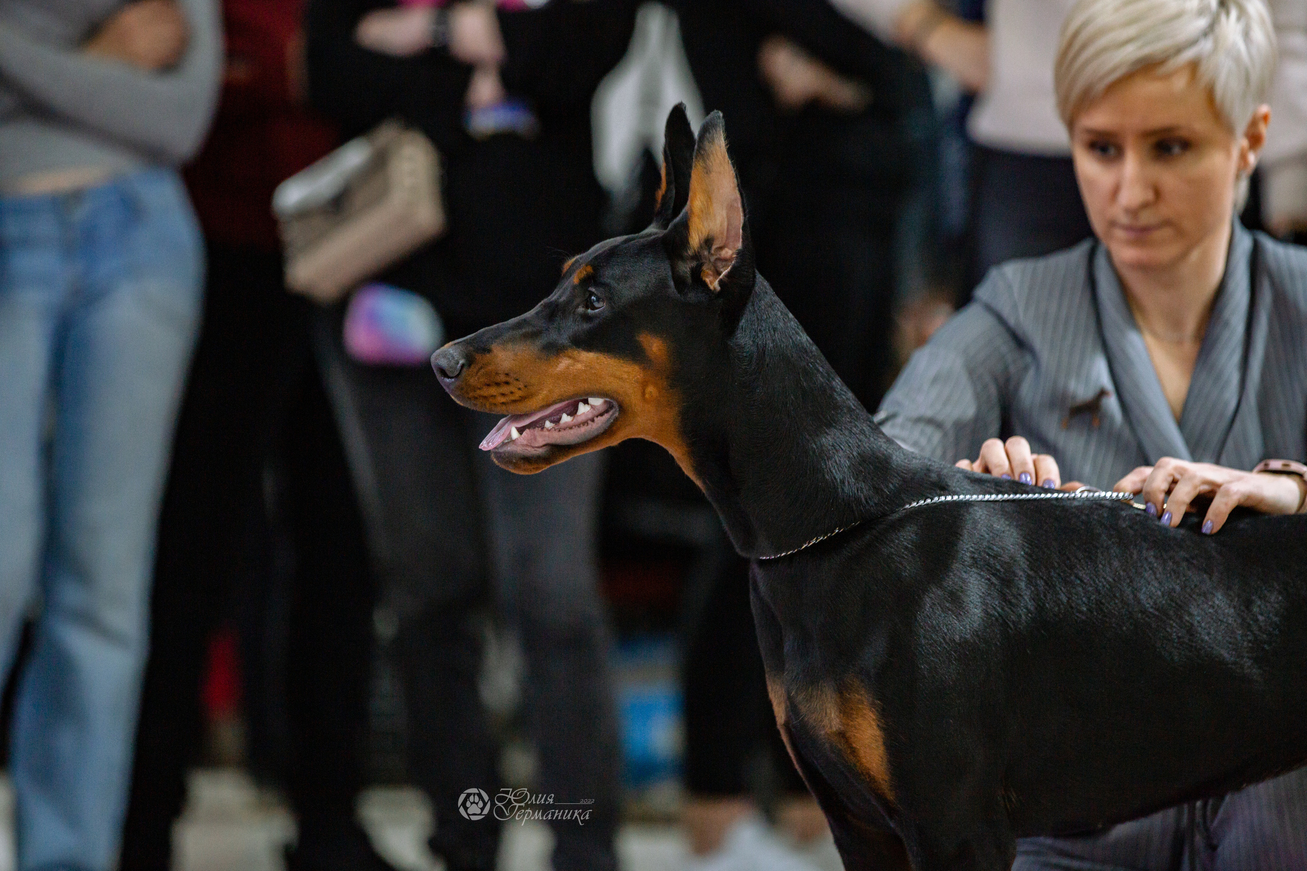 Чайна-Таун ПК Доберманов  3 апреля 2022