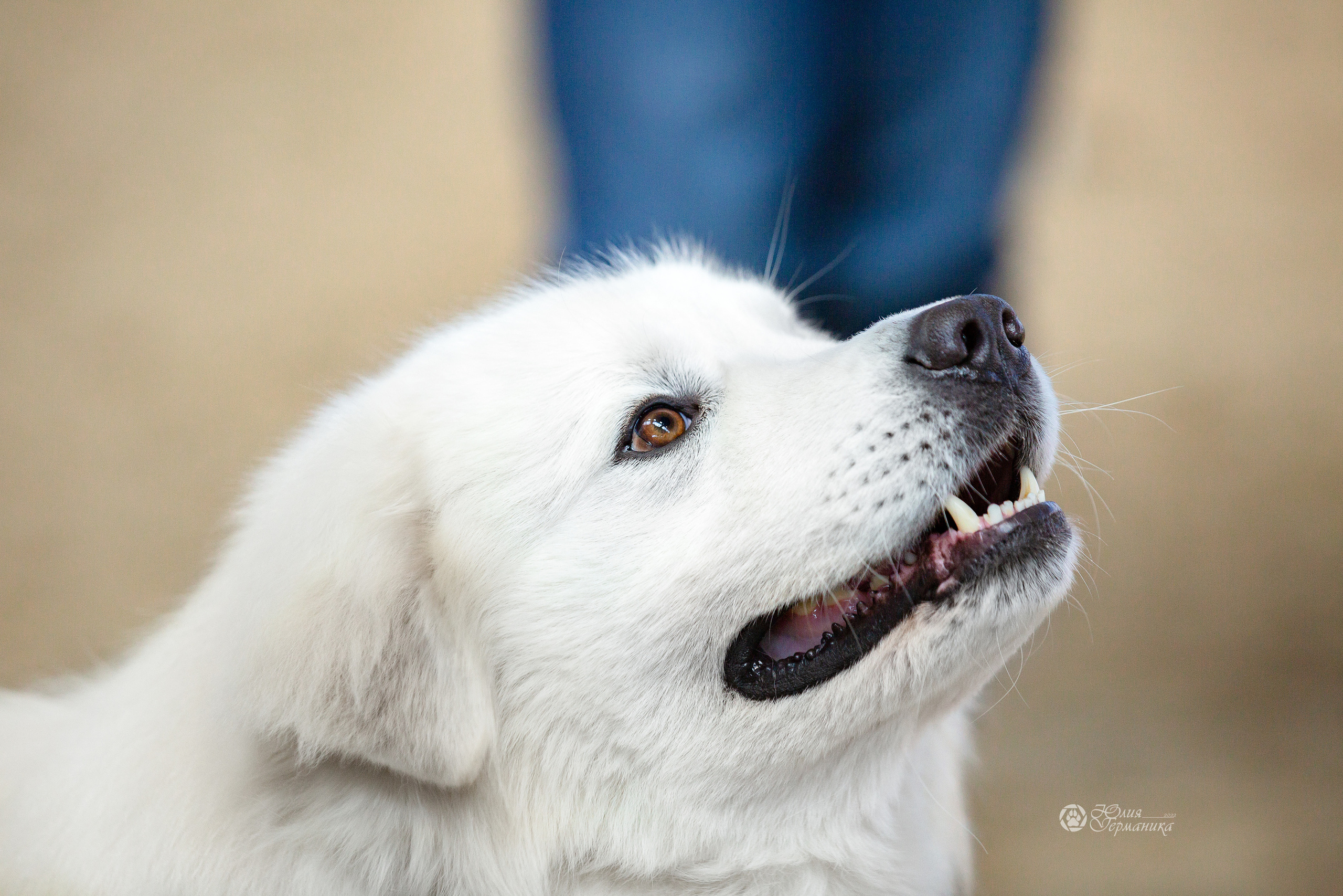 Минск 2хCACIB 5-6 марта 2022. Фотограф-анималист Юлия Германика