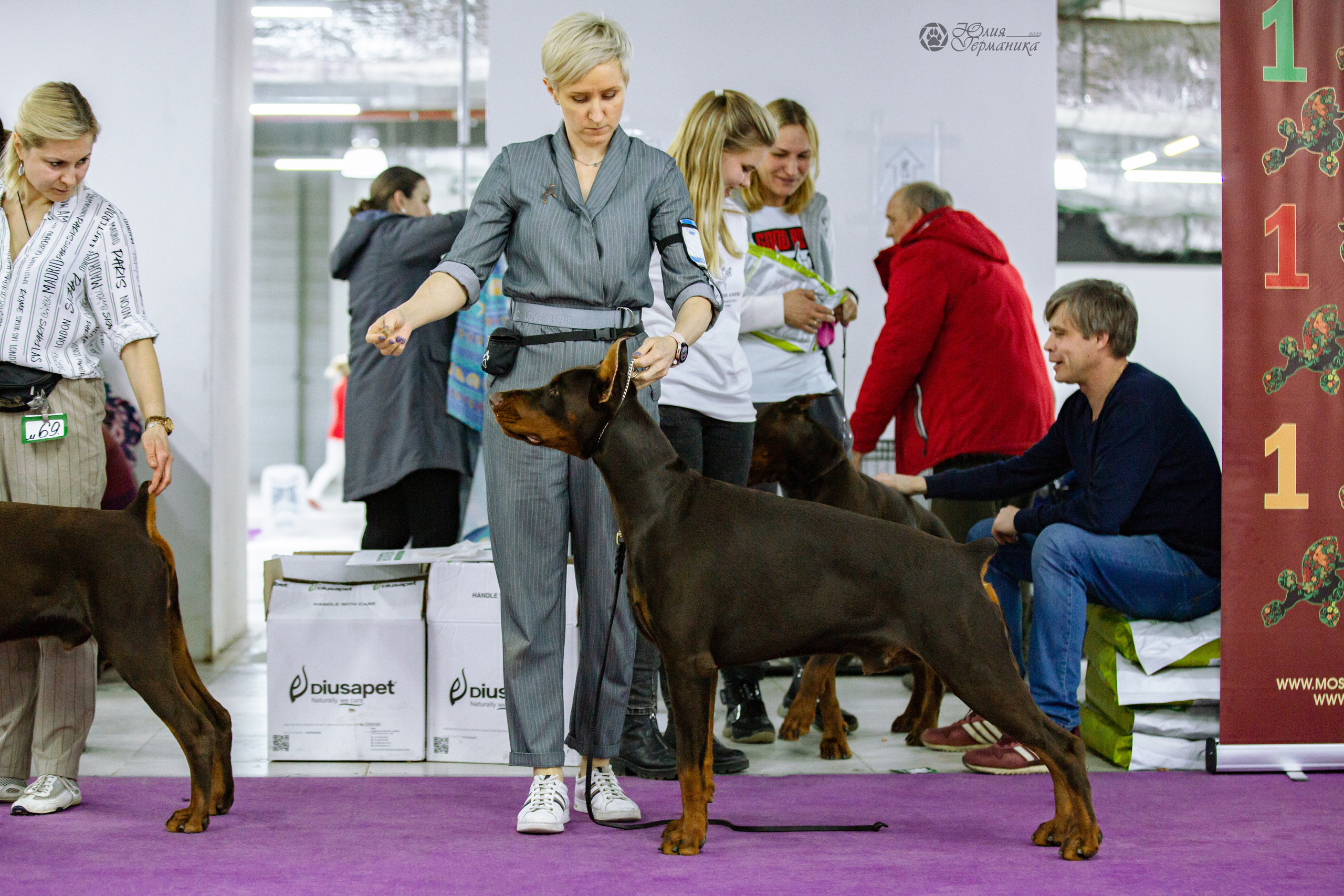 Чайна-Таун ПК Доберманов  3 апреля 2022. Фотограф-анималист Юлия Германика