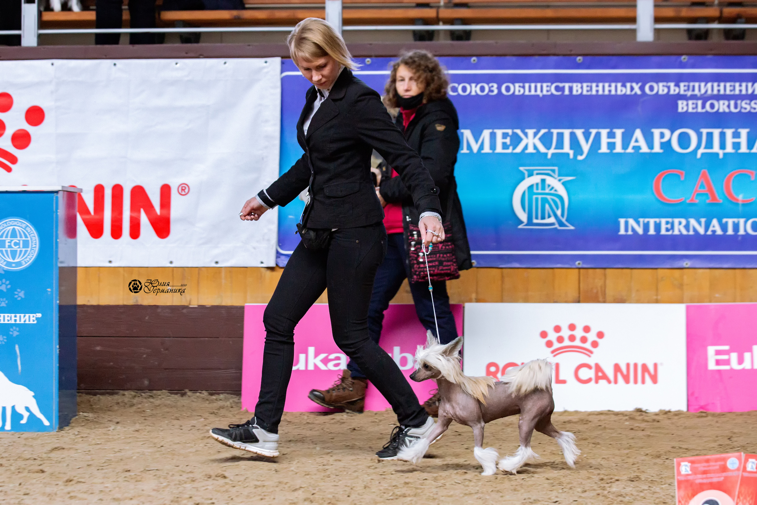 Минск 2хCACIB 5-6 марта 2022. Фотограф-анималист Юлия Германика