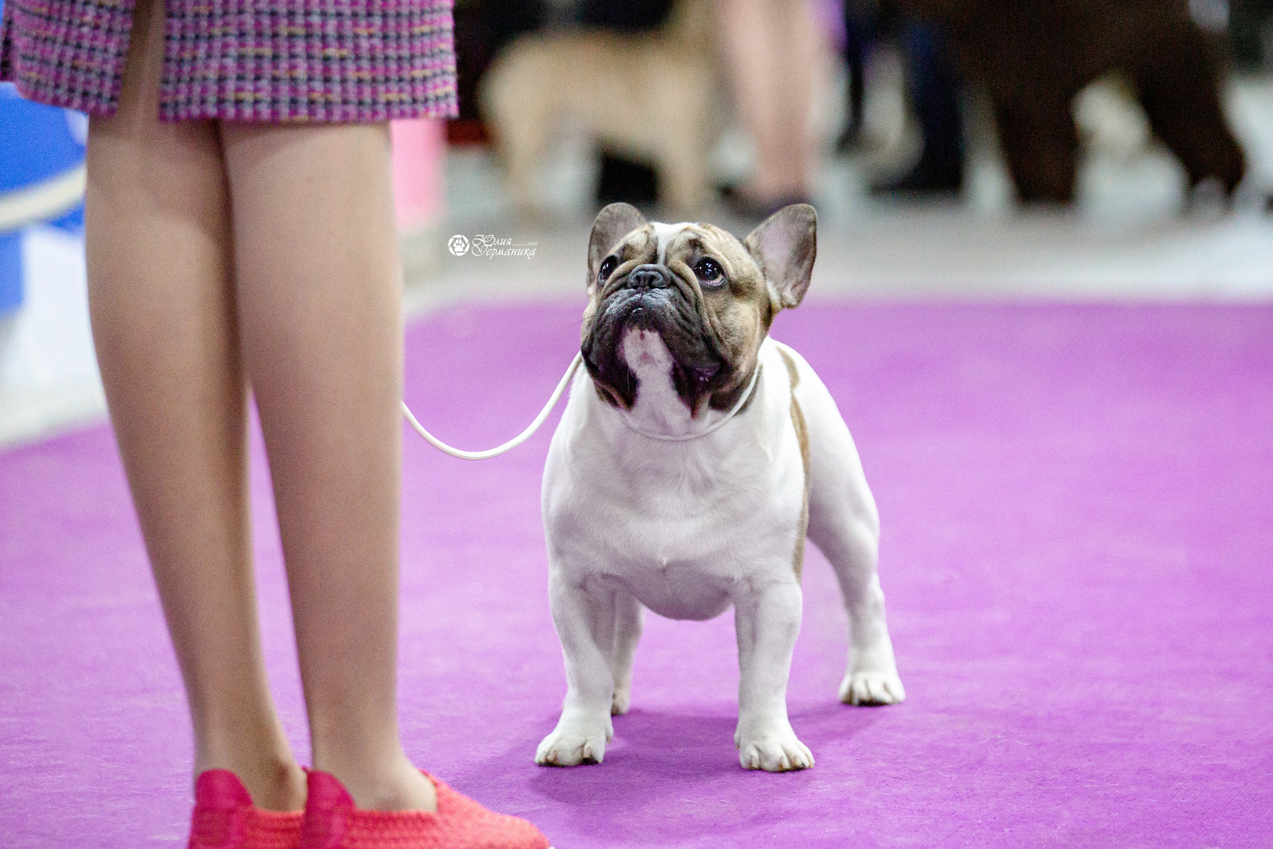 Чайна-Таун 29-30 января 2022. Фотограф-анималист Юлия Германика