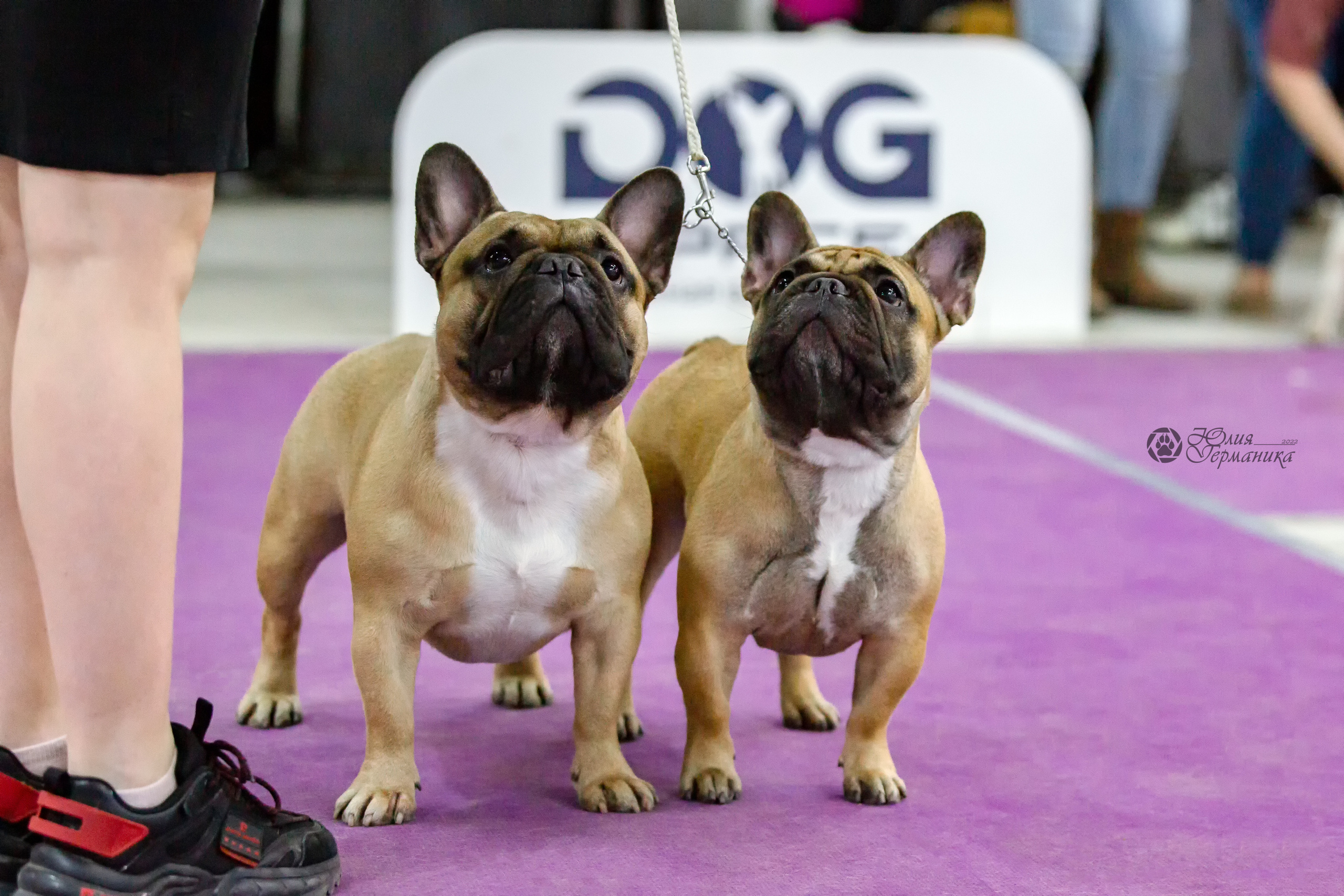 Чайна-Таун 24 и 27 марта 2022. Фотограф-анималист Юлия Германика