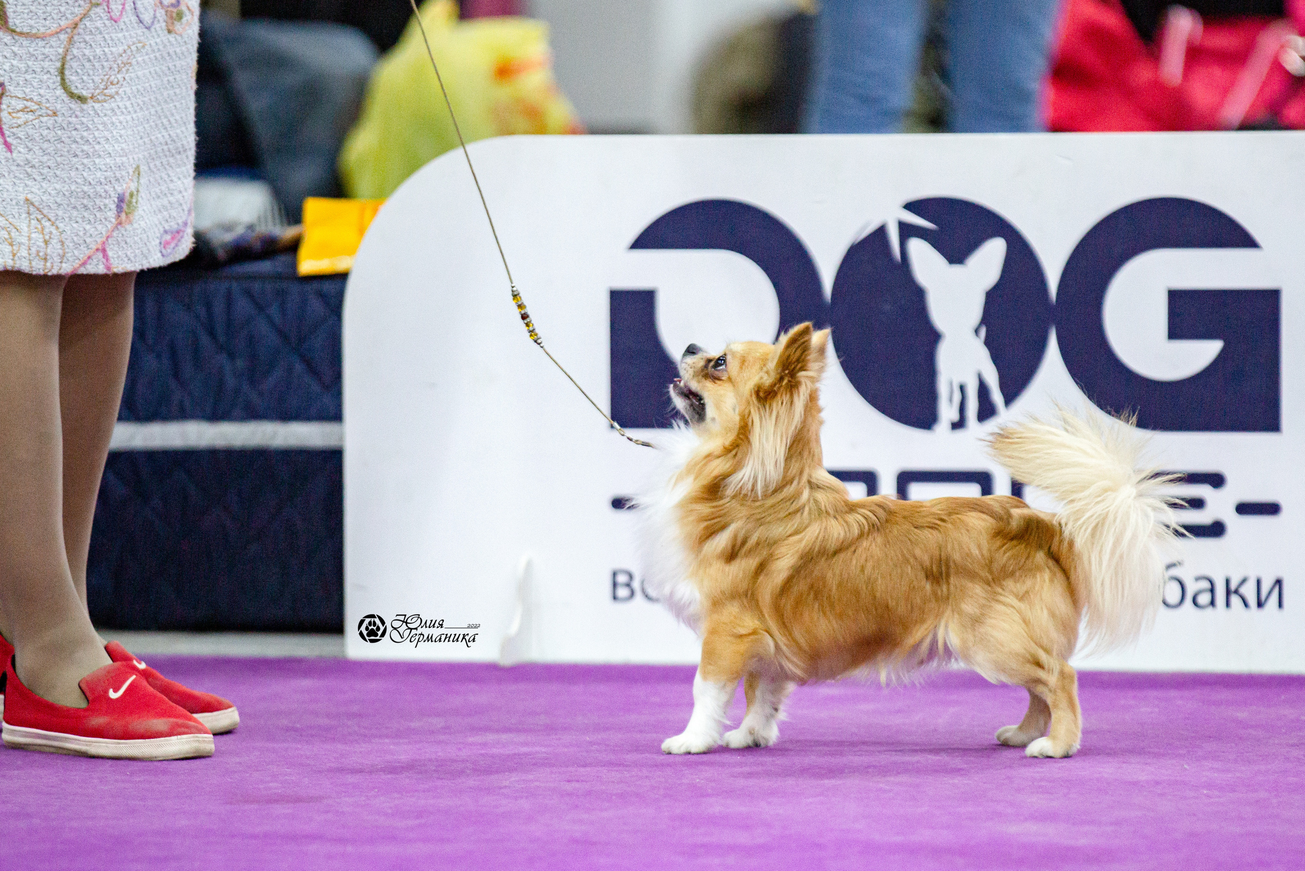 Чайна-Таун 29-30 января 2022. Фотограф-анималист Юлия Германика