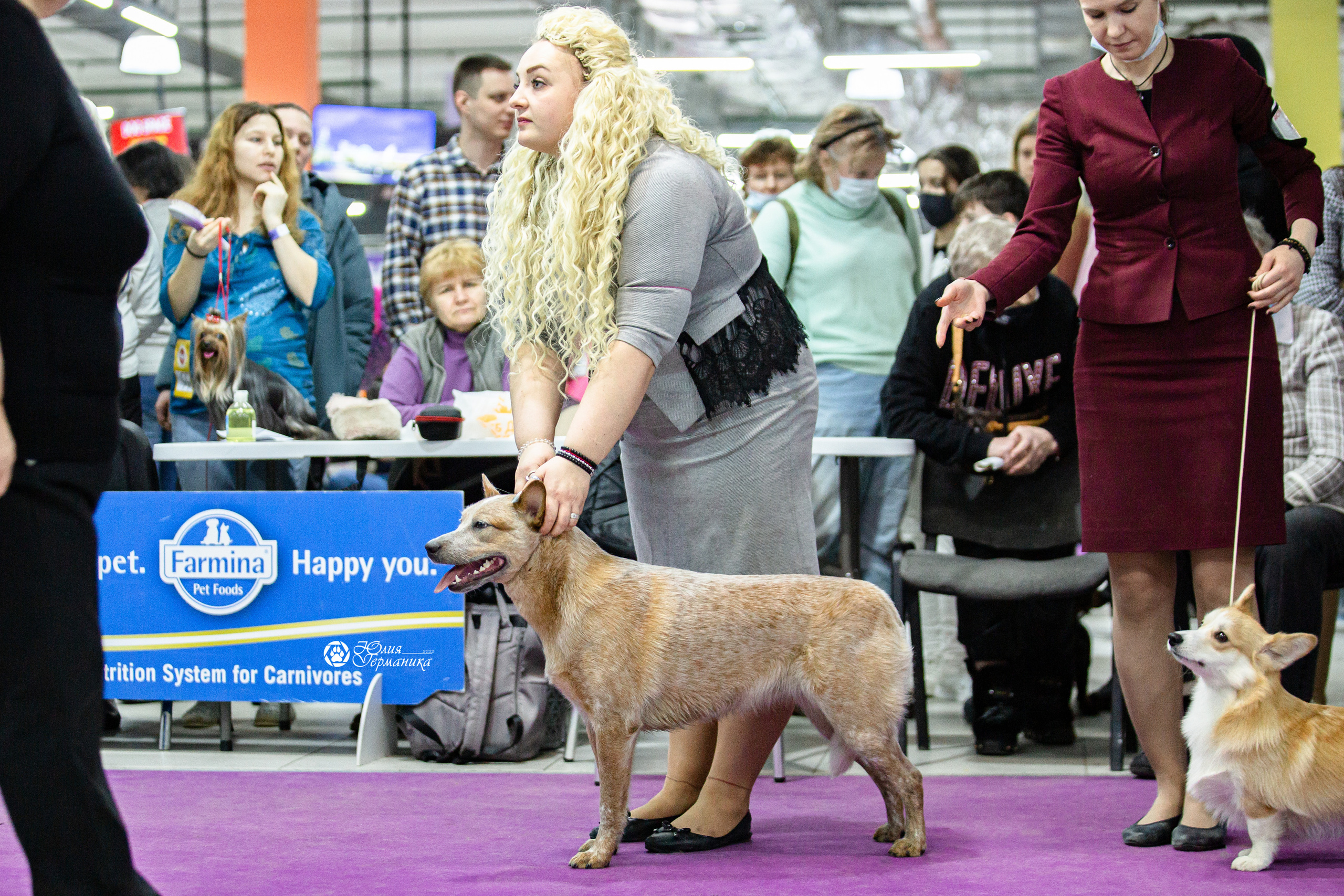 Чайна-Таун 29-30 января 2022. Фотограф-анималист Юлия Германика