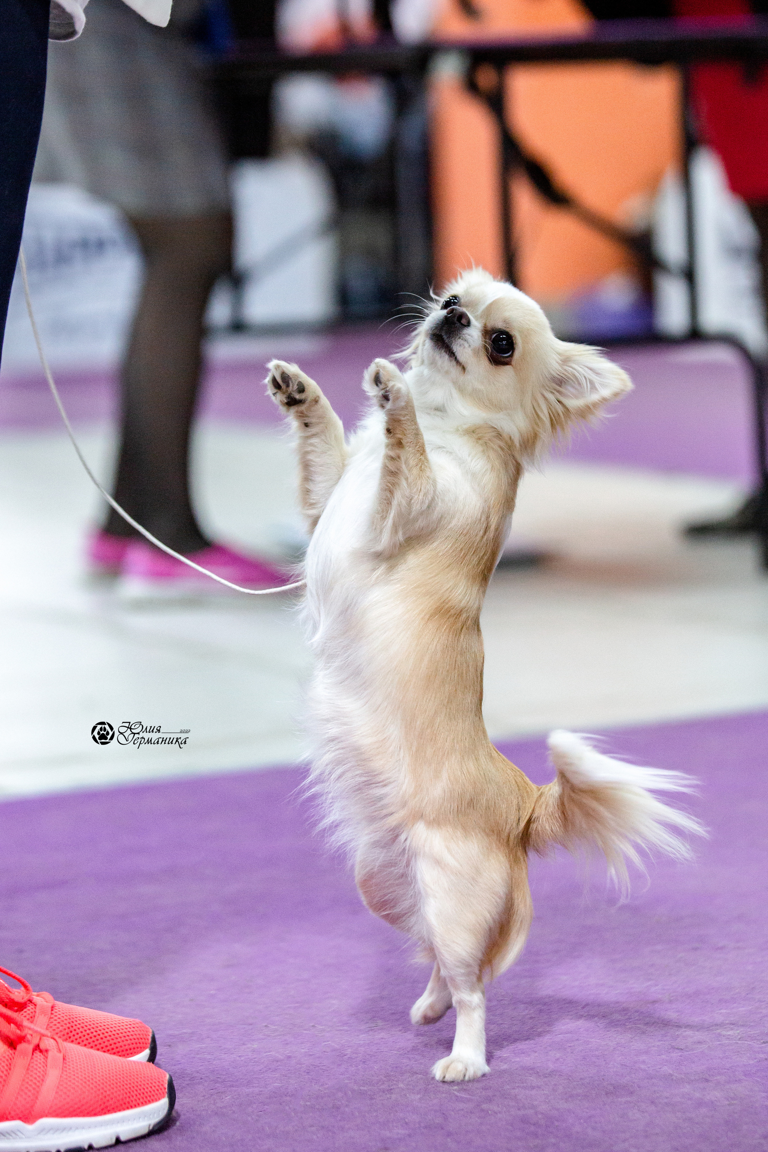 Чайна-Таун 12-13 февраля 2022. Фотограф-анималист Юлия Германика