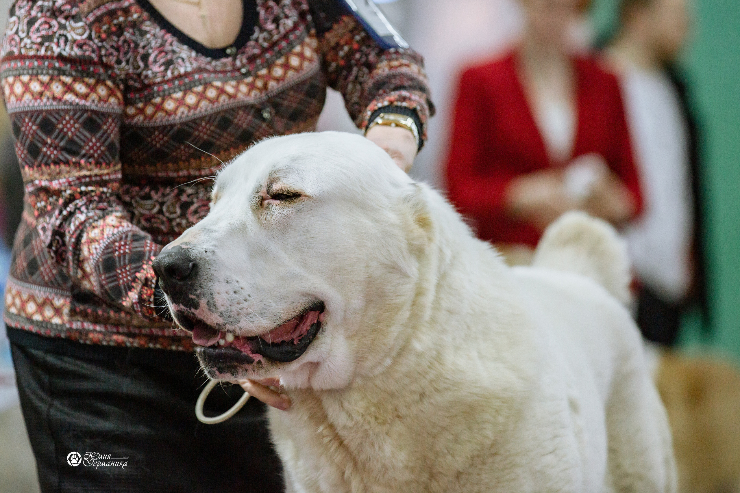 Чайна-Таун 13 и 20 марта 2022. Фотограф-анималист Юлия Германика