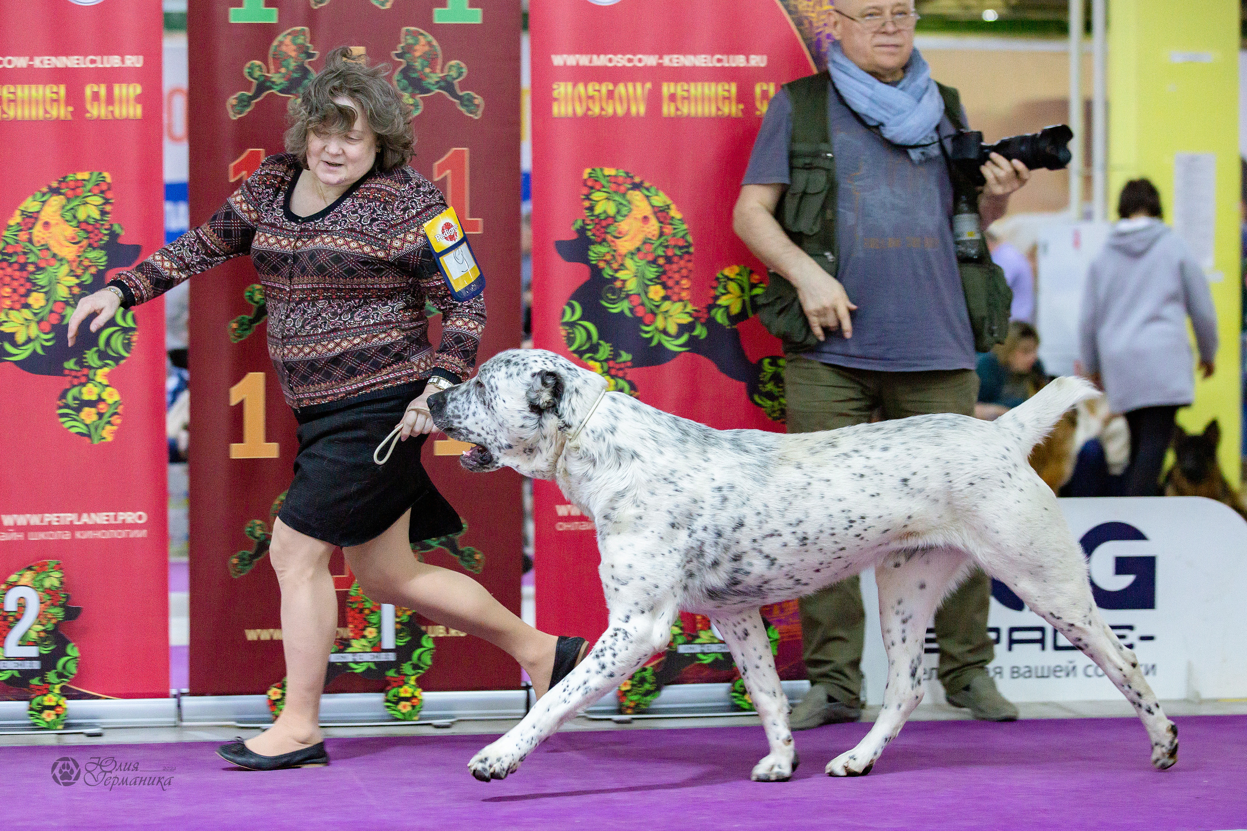 Чайна-Таун 24 и 27 марта 2022. Фотограф-анималист Юлия Германика