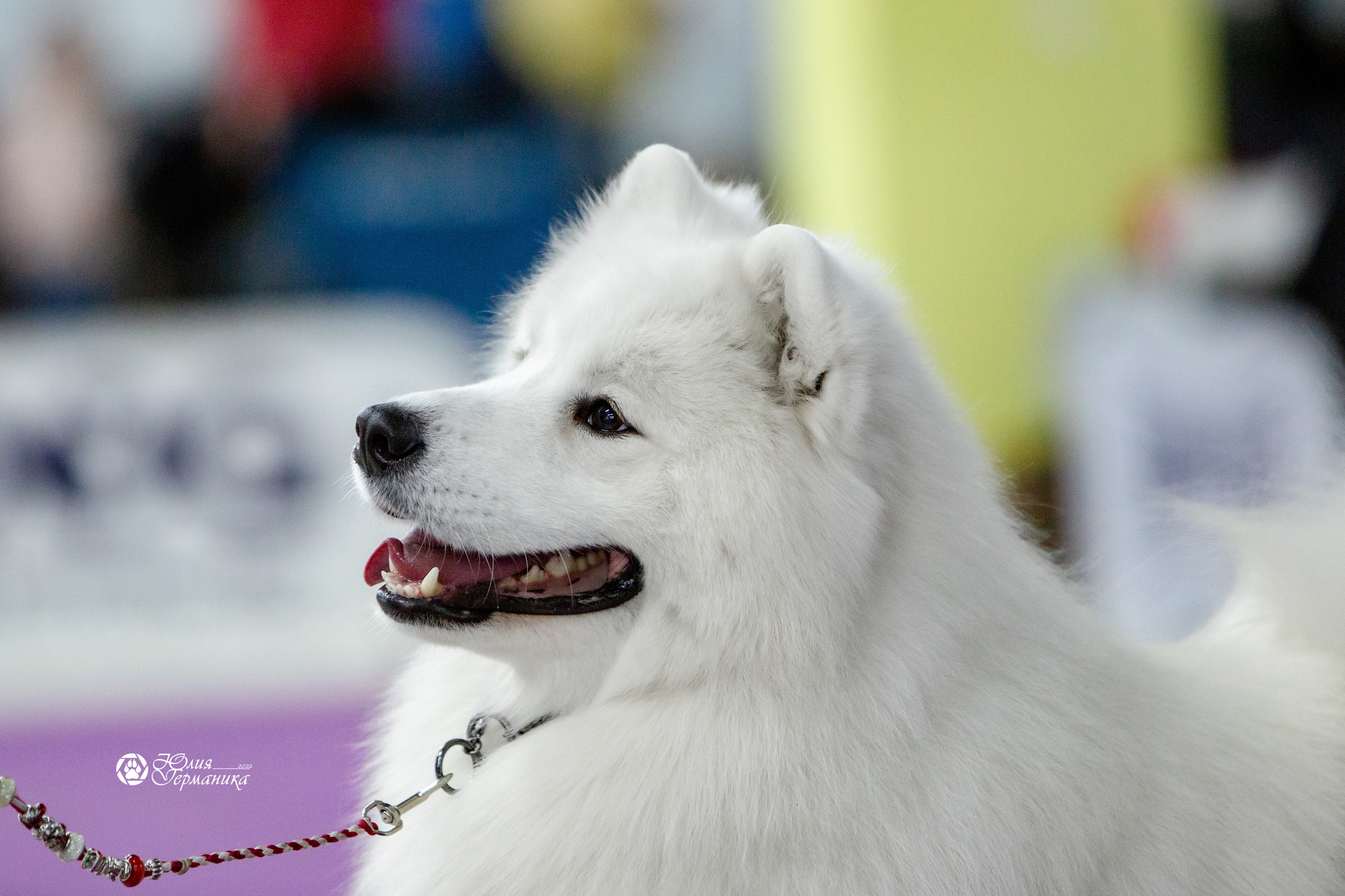 Чайна-Таун 8 января 2022. Фотограф-анималист Юлия Германика