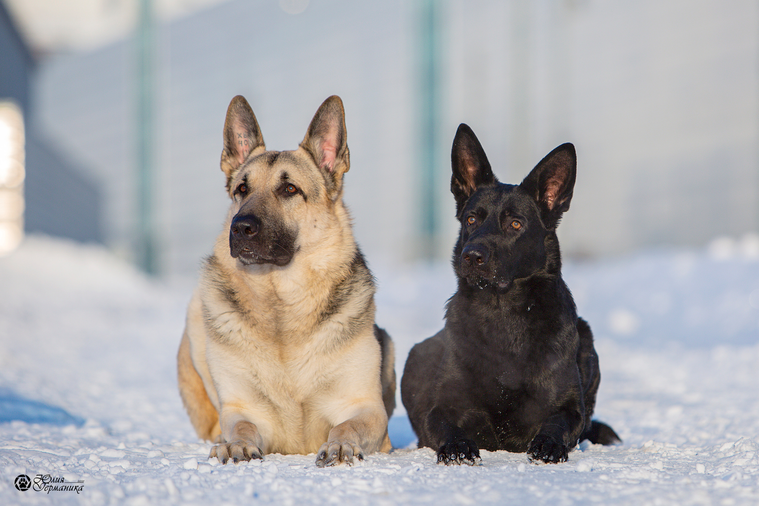 Свободная съемка. Фотограф-анималист Юлия Германика