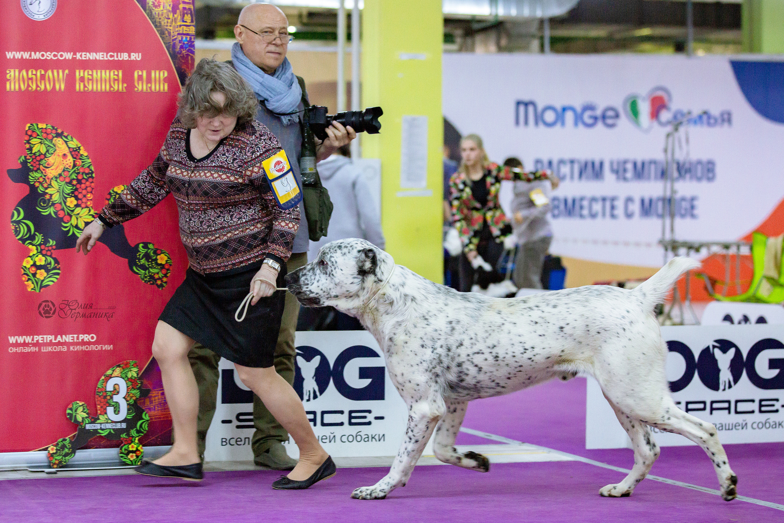 Чайна-Таун 24 и 27 марта 2022. Фотограф-анималист Юлия Германика
