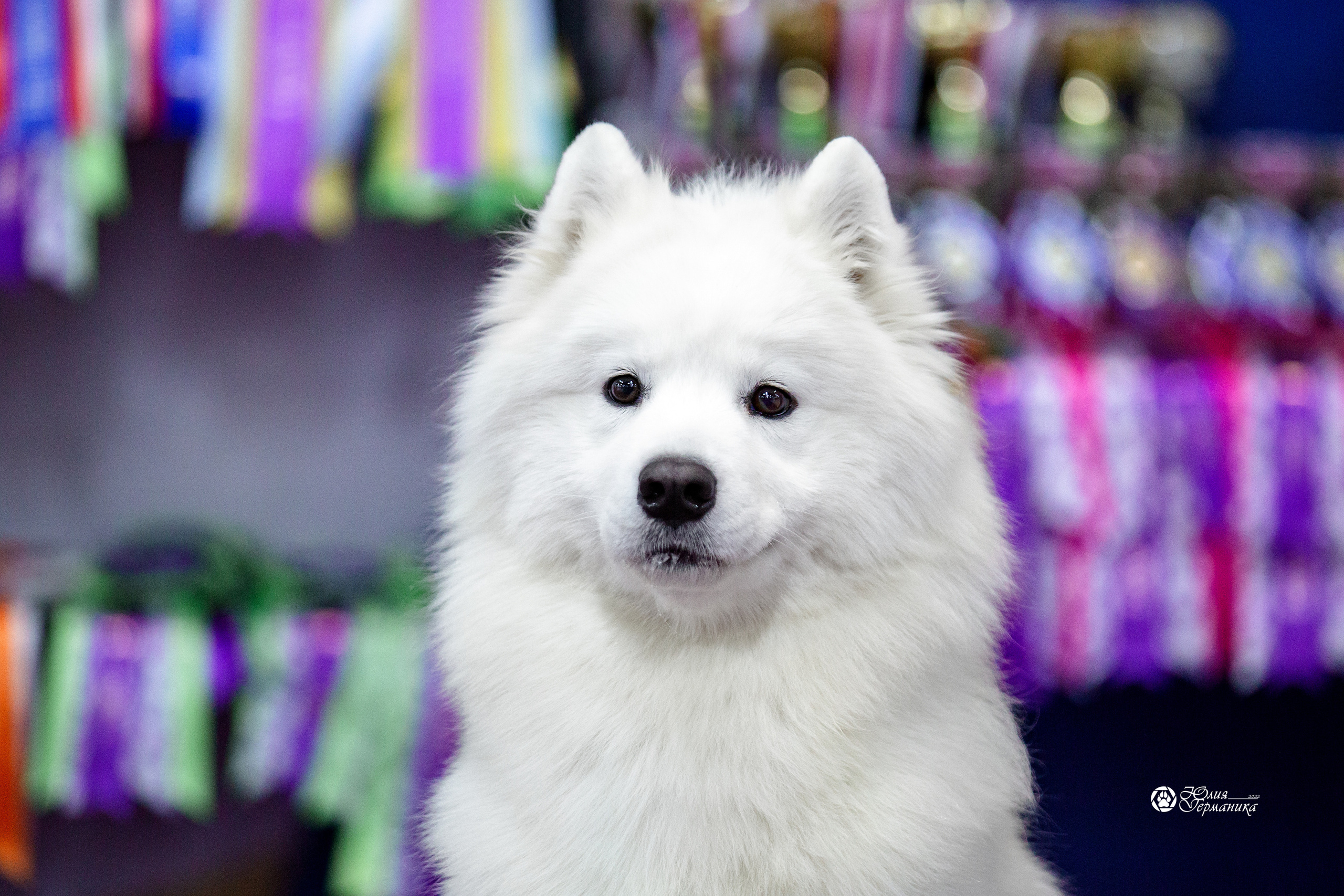 Чайна-Таун 12-13 февраля 2022. Фотограф-анималист Юлия Германика