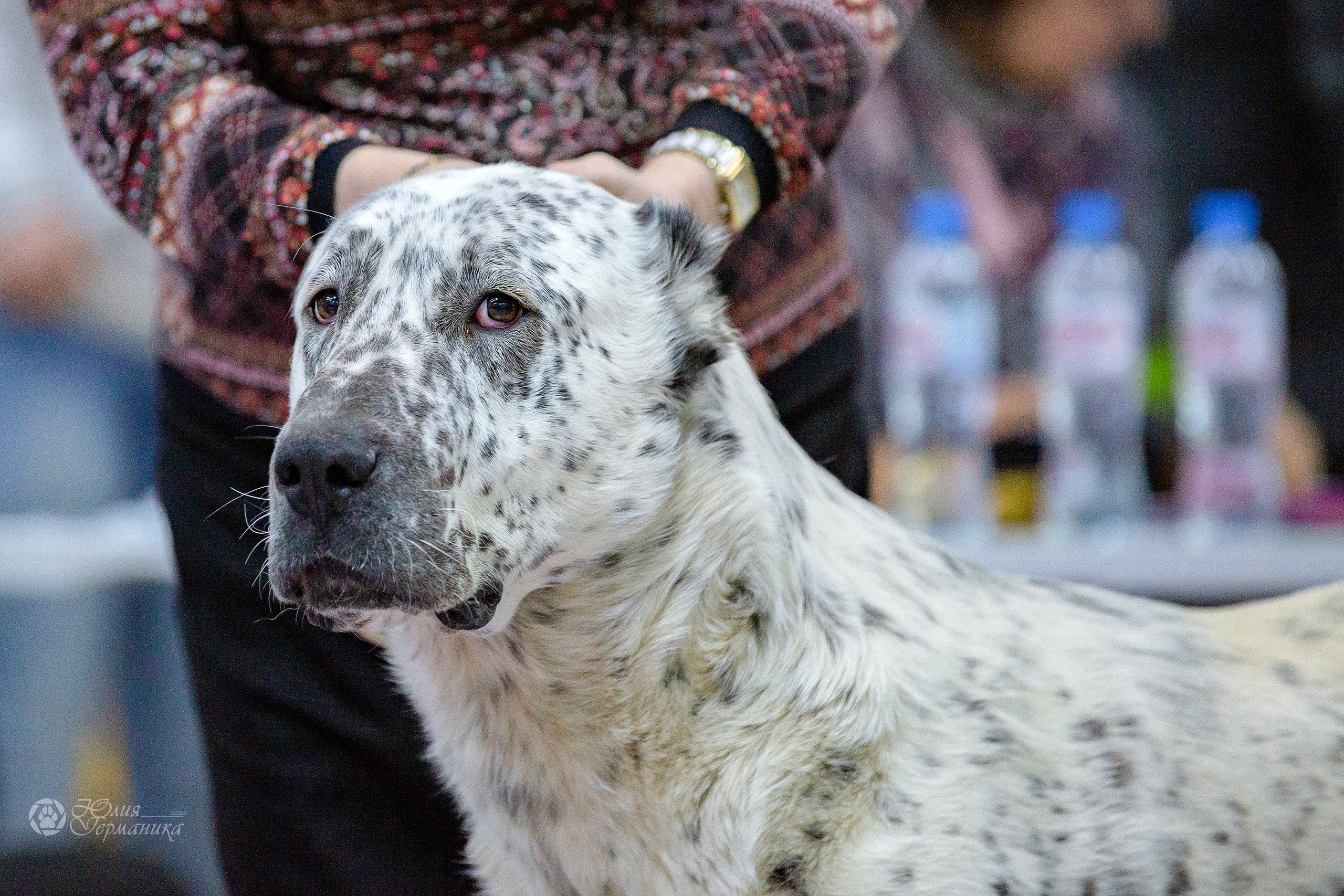 Чайна-Таун 24 и 27 марта 2022. Фотограф-анималист Юлия Германика