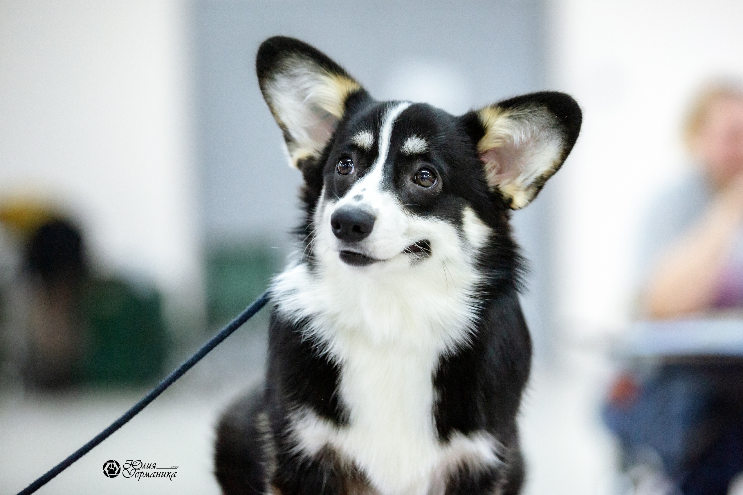 Чайна-Таун 27 февраля 2022. Фотограф-анималист Юлия Германика