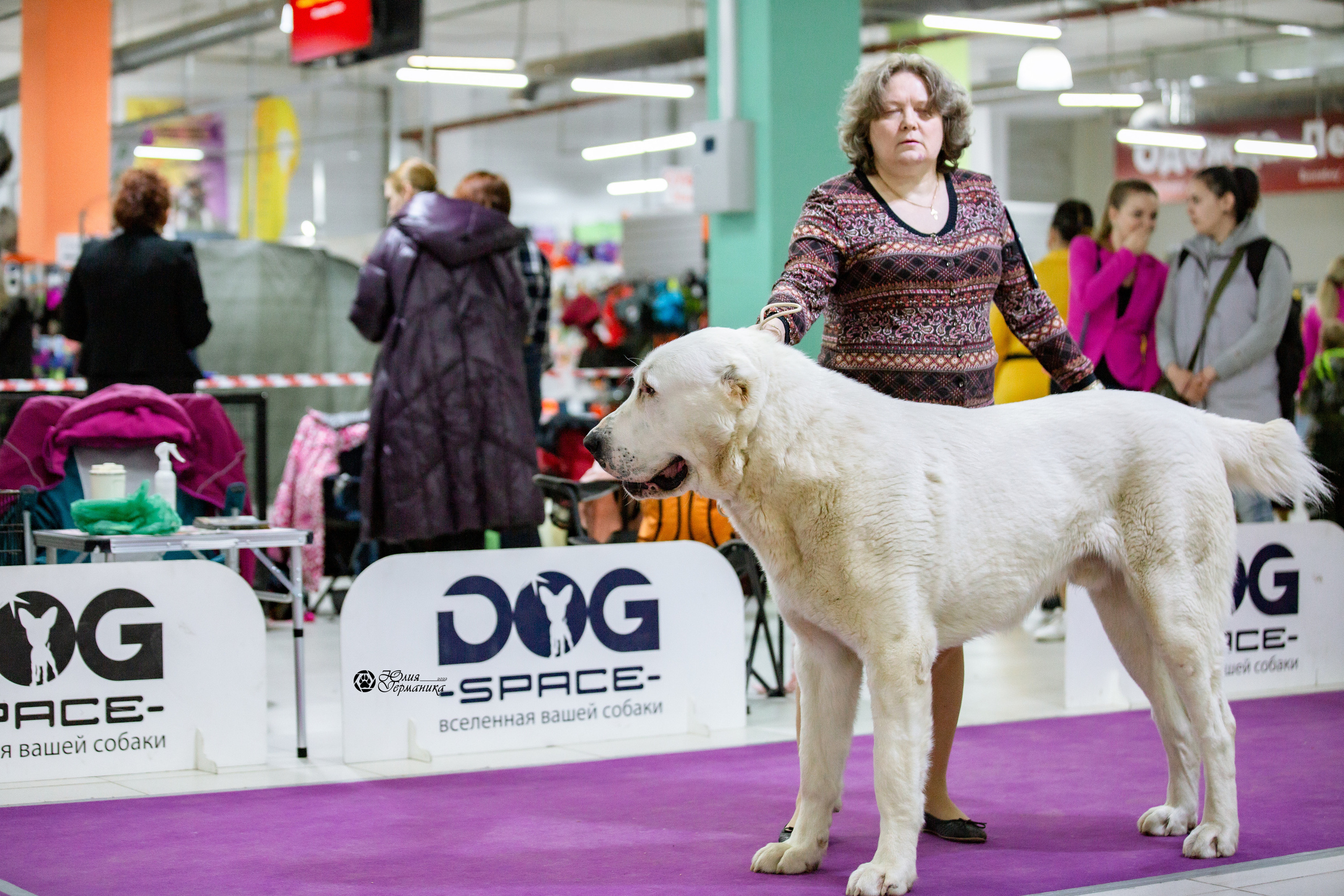 Чайна-Таун 13 и 20 марта 2022. Фотограф-анималист Юлия Германика