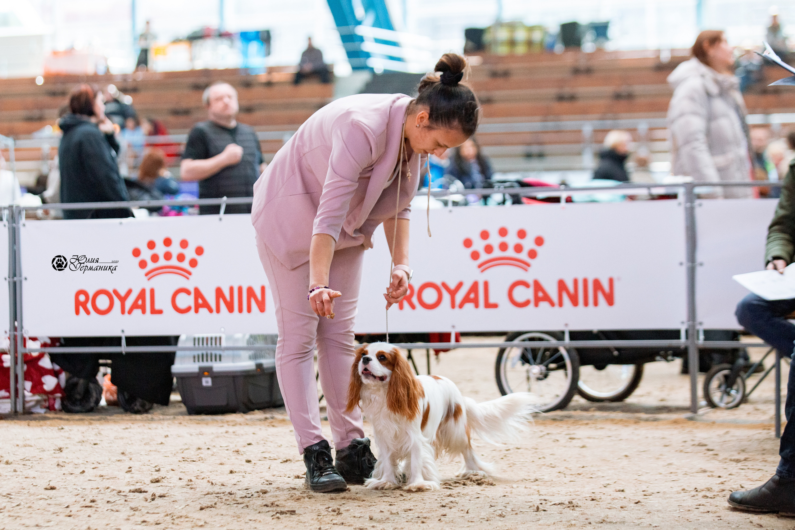 Минск 2хCACIB 5-6 марта 2022. Фотограф-анималист Юлия Германика