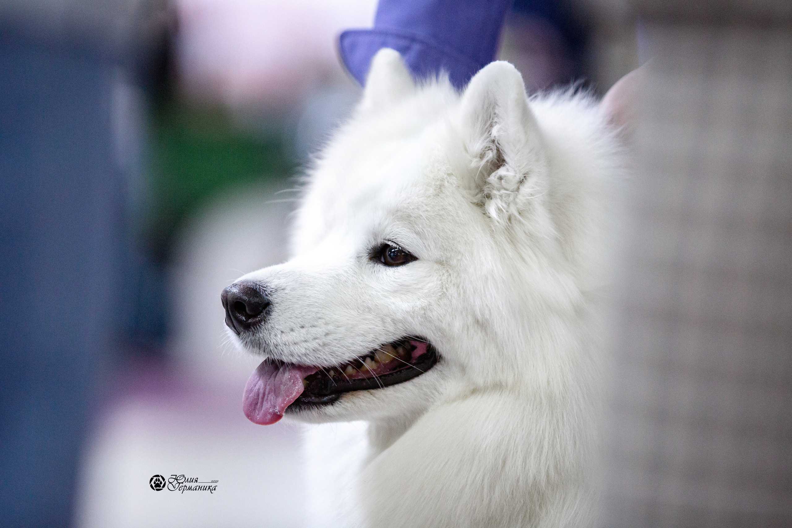 Чайна-Таун 12-13 февраля 2022. Фотограф-анималист Юлия Германика