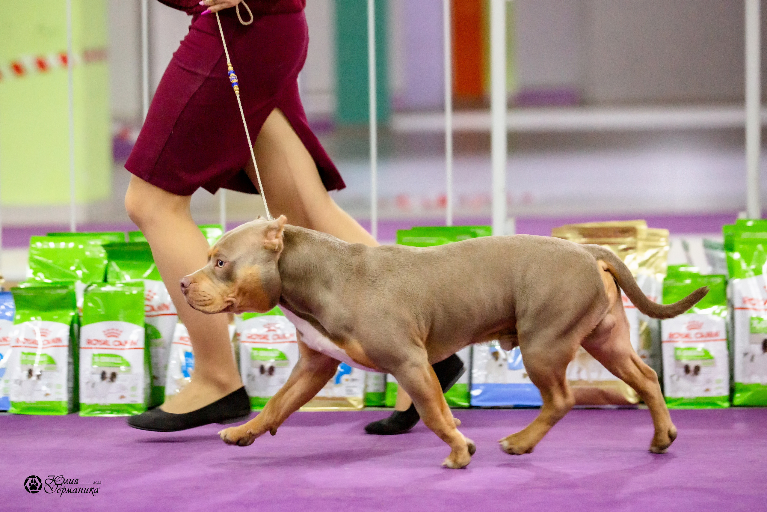 Чайна-Таун 27 февраля 2022. Фотограф-анималист Юлия Германика