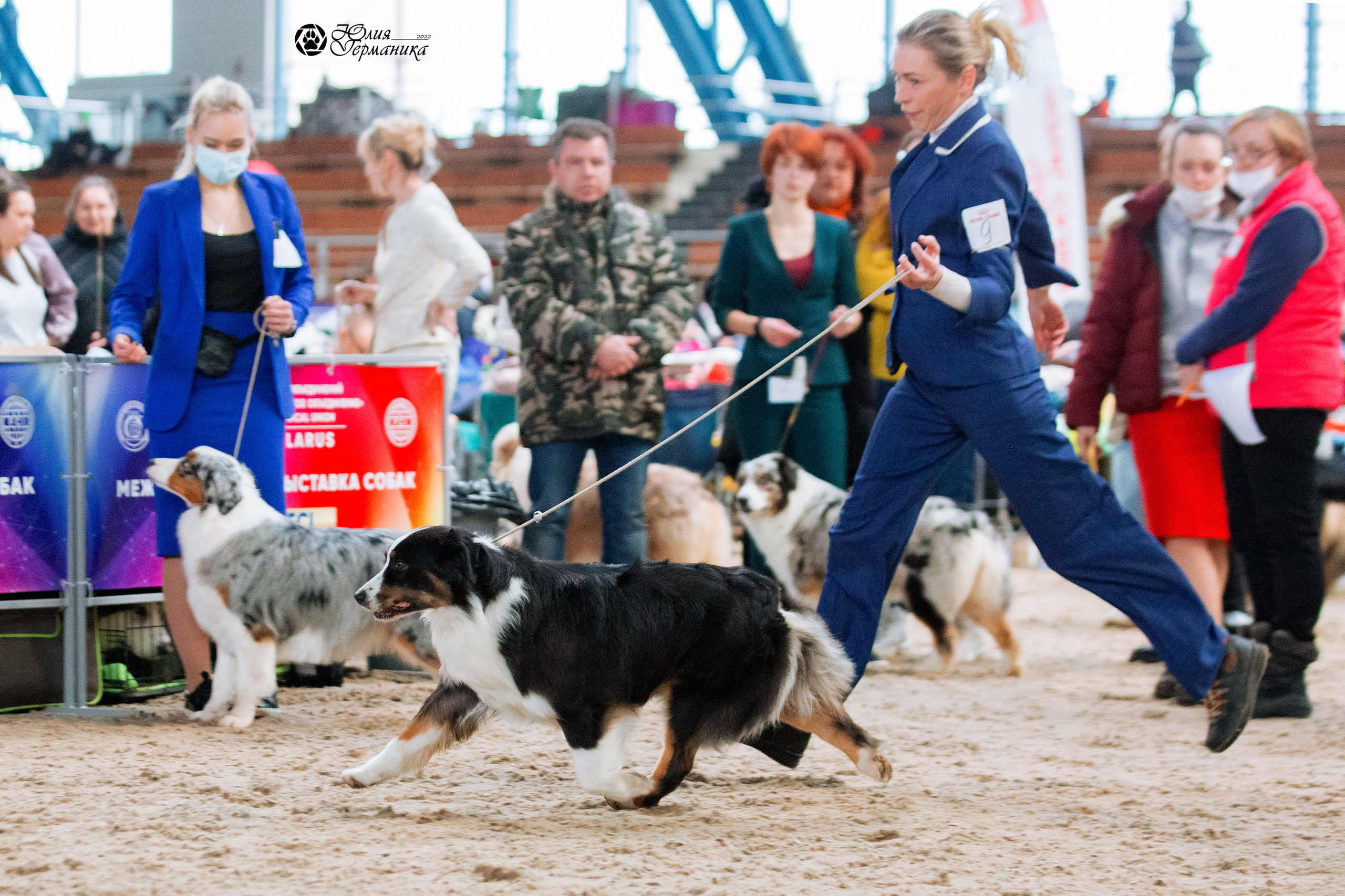 Минск 2хCACIB 5-6 марта 2022. Фотограф-анималист Юлия Германика