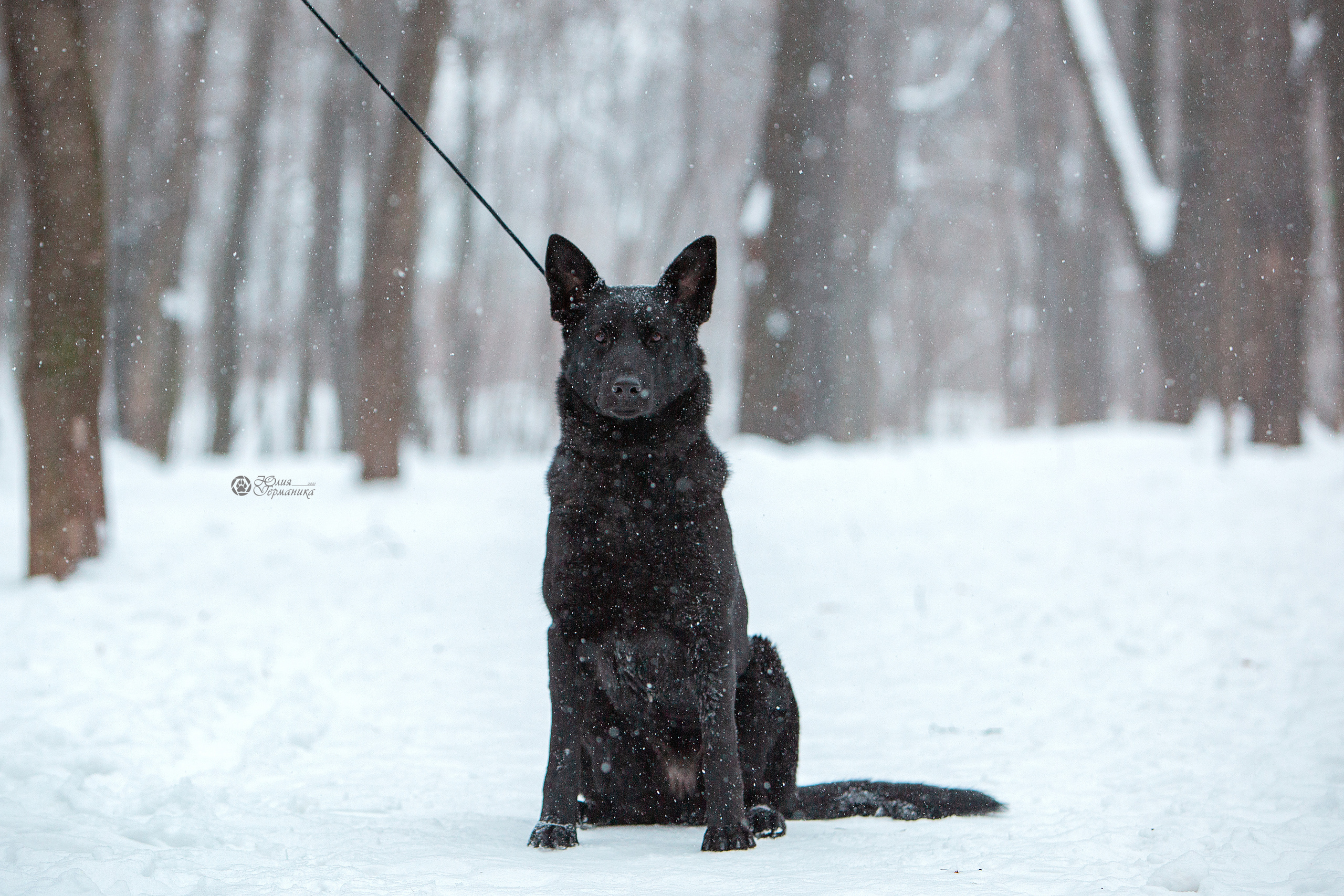 Свободная съемка. Фотограф-анималист Юлия Германика