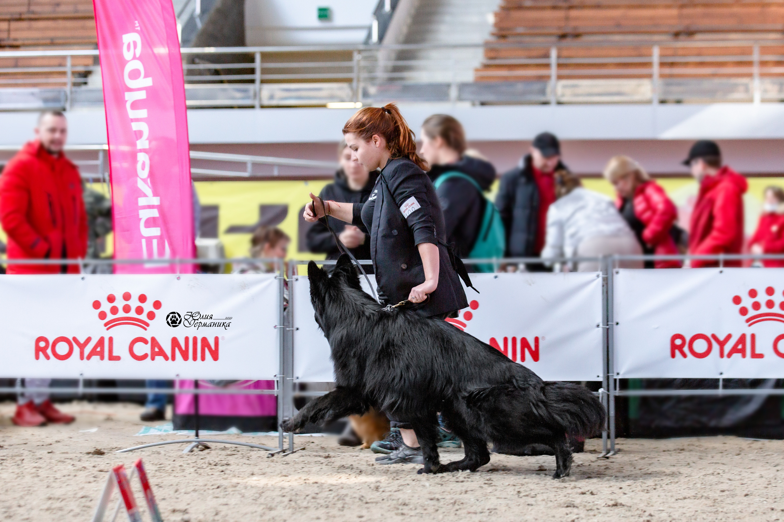 Минск 2хCACIB 5-6 марта 2022. Фотограф-анималист Юлия Германика