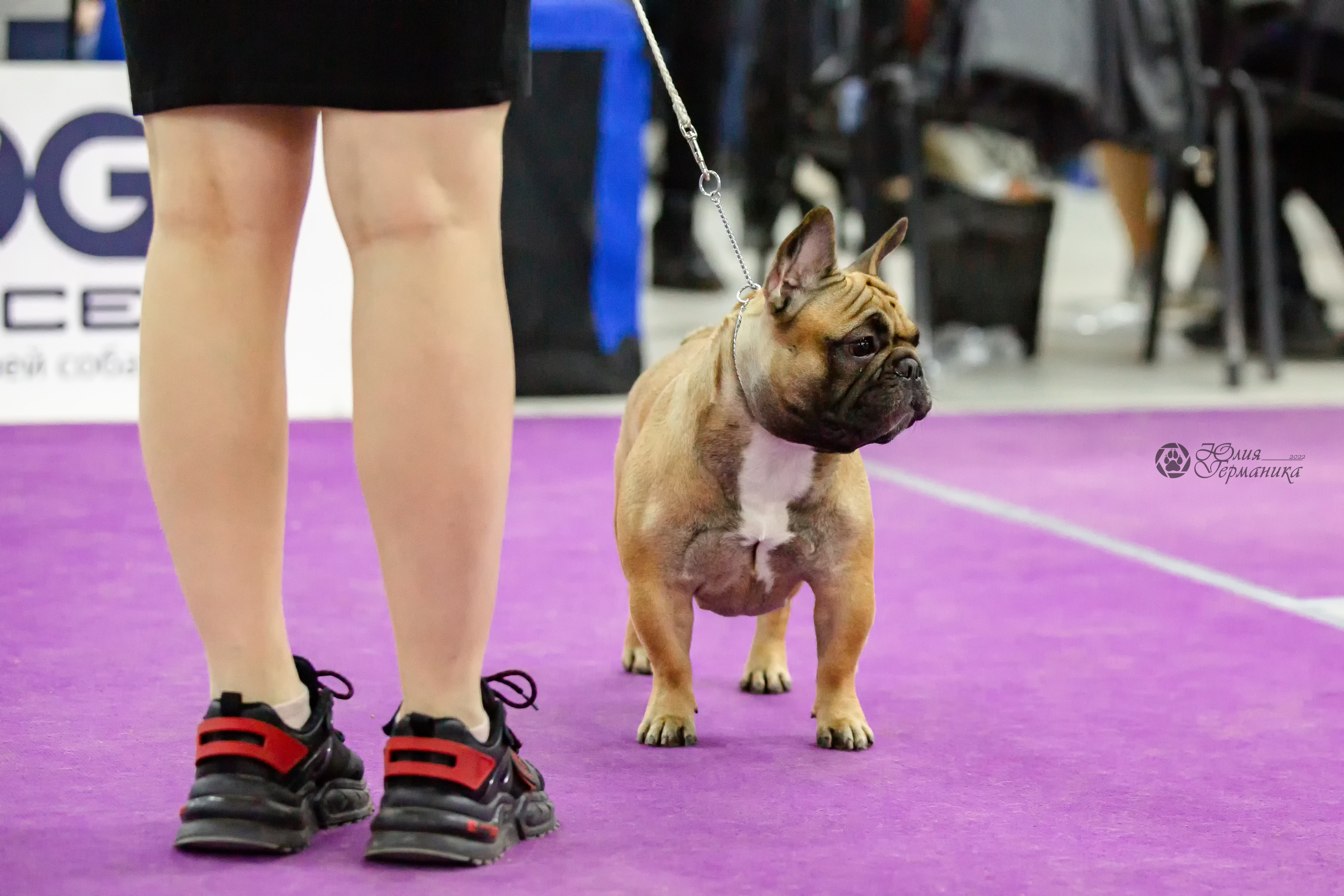 Чайна-Таун 24 и 27 марта 2022. Фотограф-анималист Юлия Германика