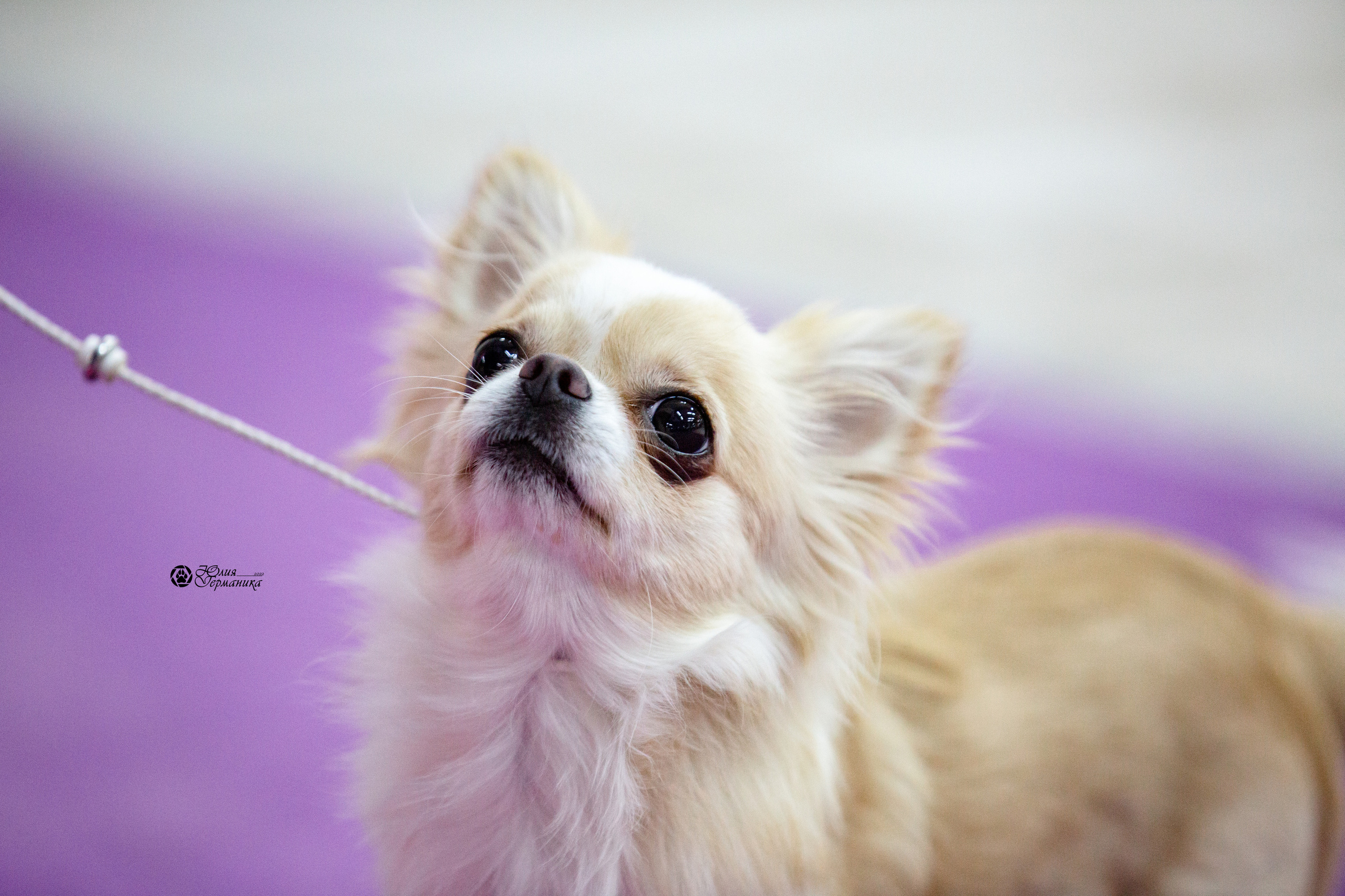 Чайна-Таун 12-13 февраля 2022. Фотограф-анималист Юлия Германика