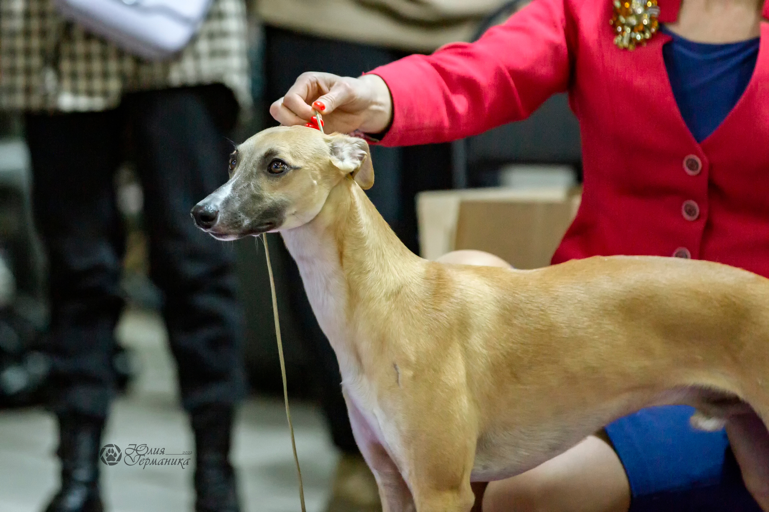 Чайна-Таун 24 и 27 марта 2022. Фотограф-анималист Юлия Германика