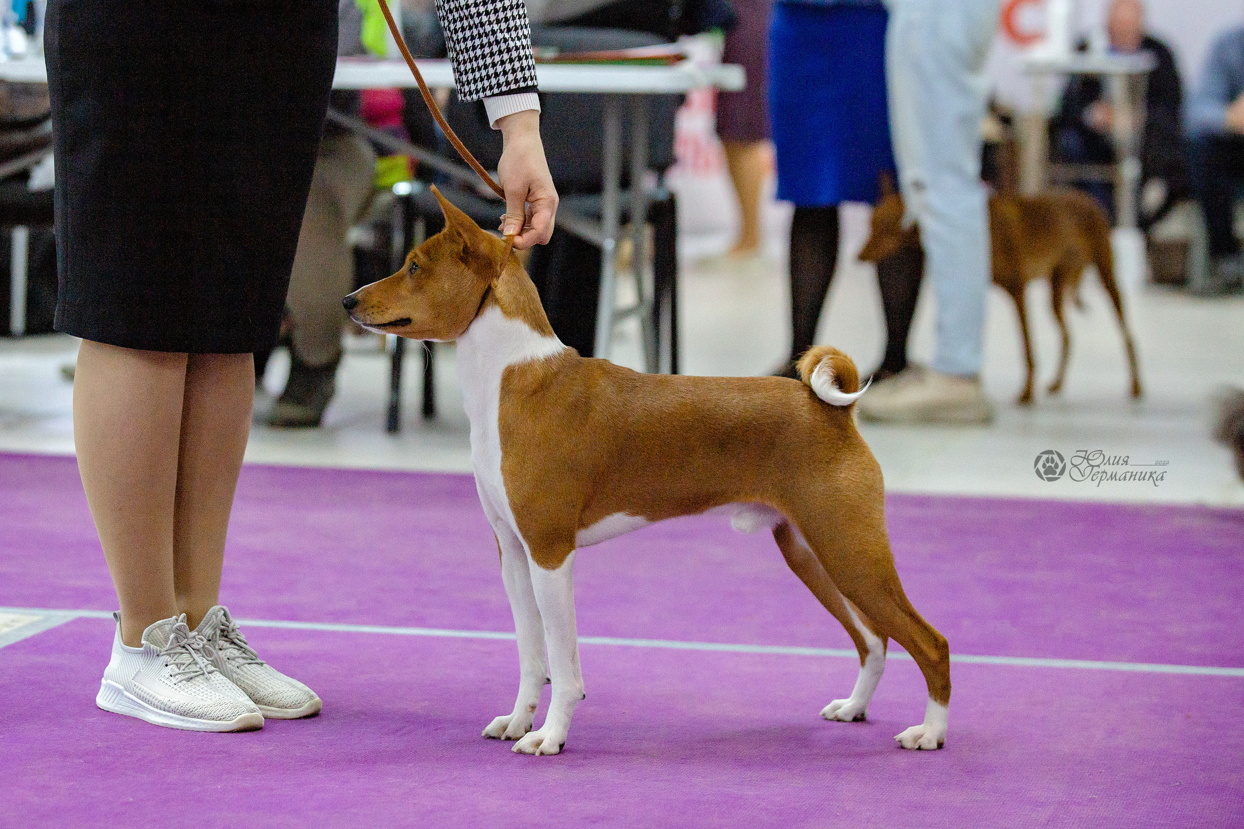 Чайна-Таун 24 и 27 марта 2022. Фотограф-анималист Юлия Германика