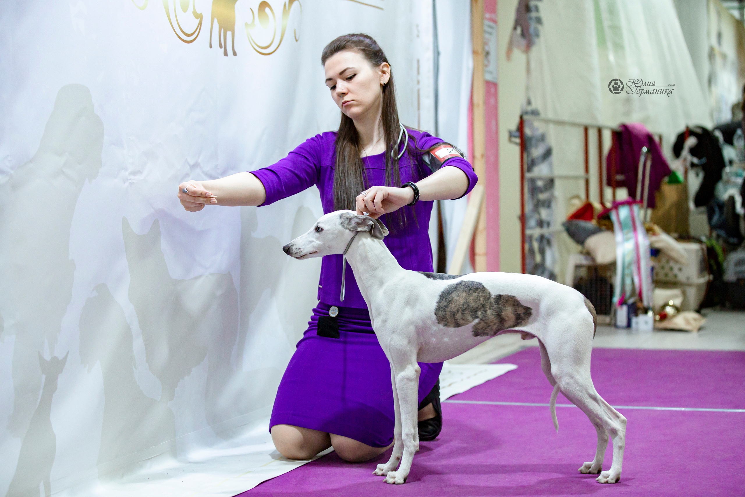 Чайна-Таун 24 и 27 марта 2022. Фотограф-анималист Юлия Германика