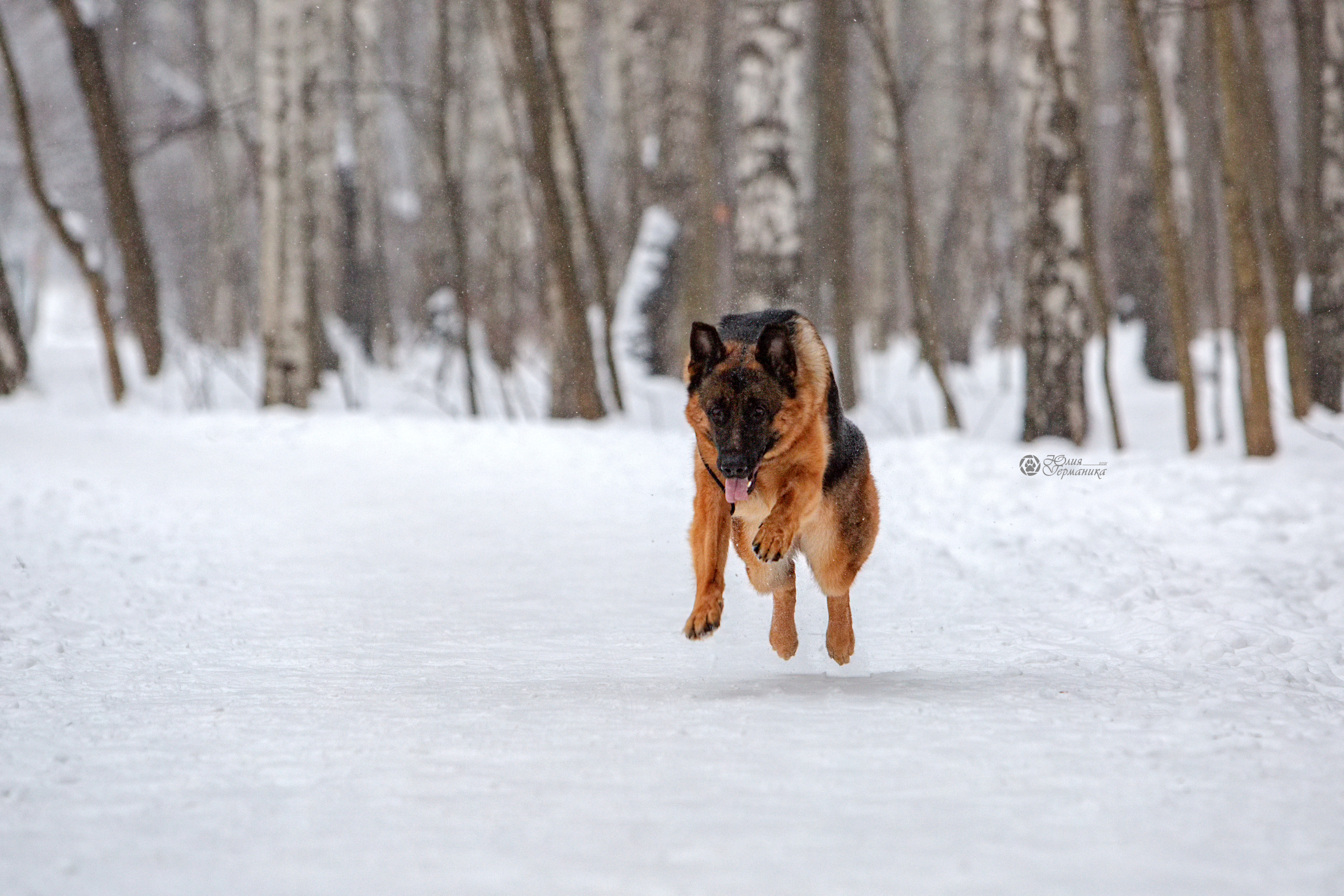 Свободная съемка. Фотограф-анималист Юлия Германика