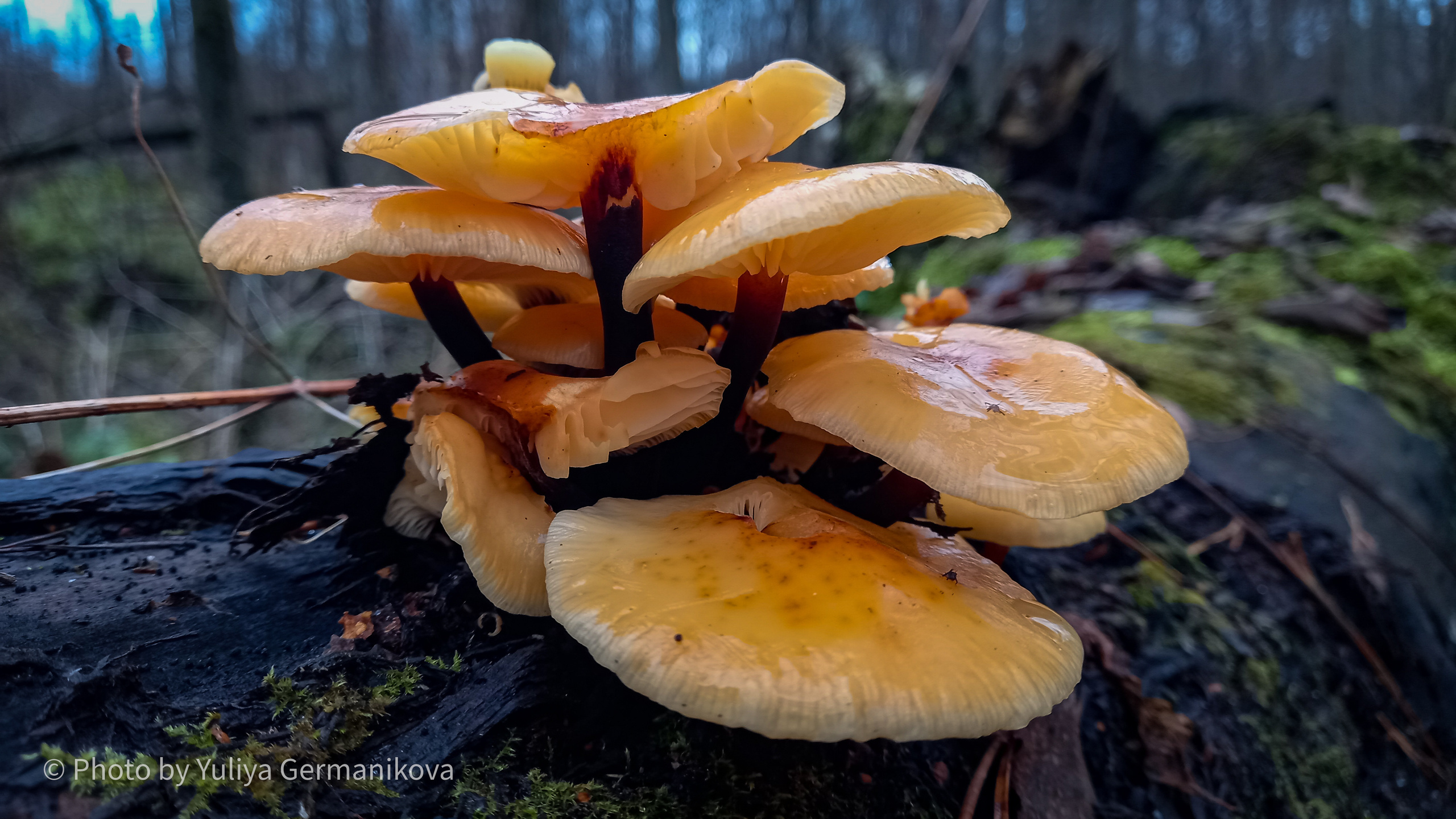 Разные фото на телефон.Города,природа. Фотограф-анималист Юлия Германика