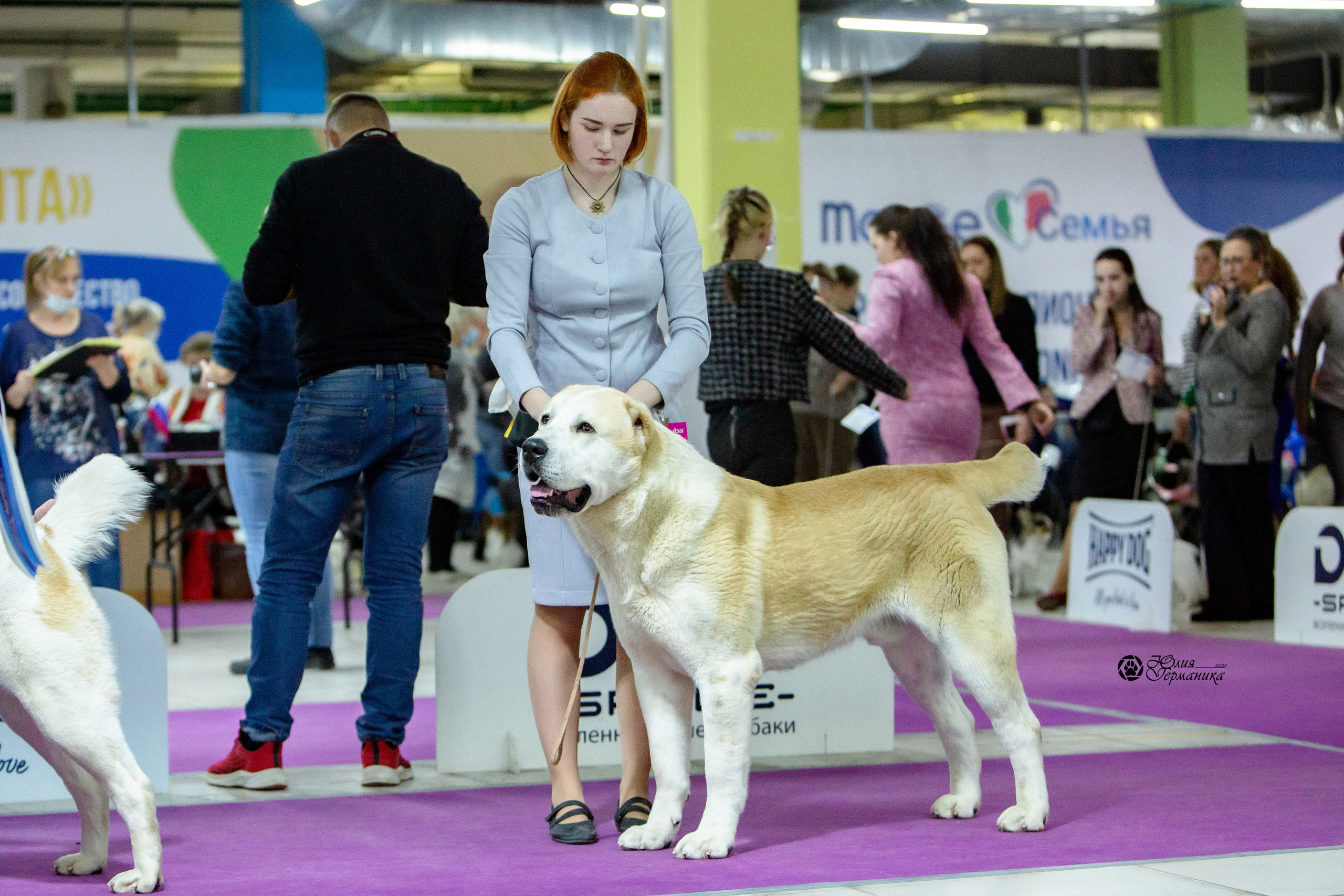Чайна-Таун 8 января 2022. Фотограф-анималист Юлия Германика