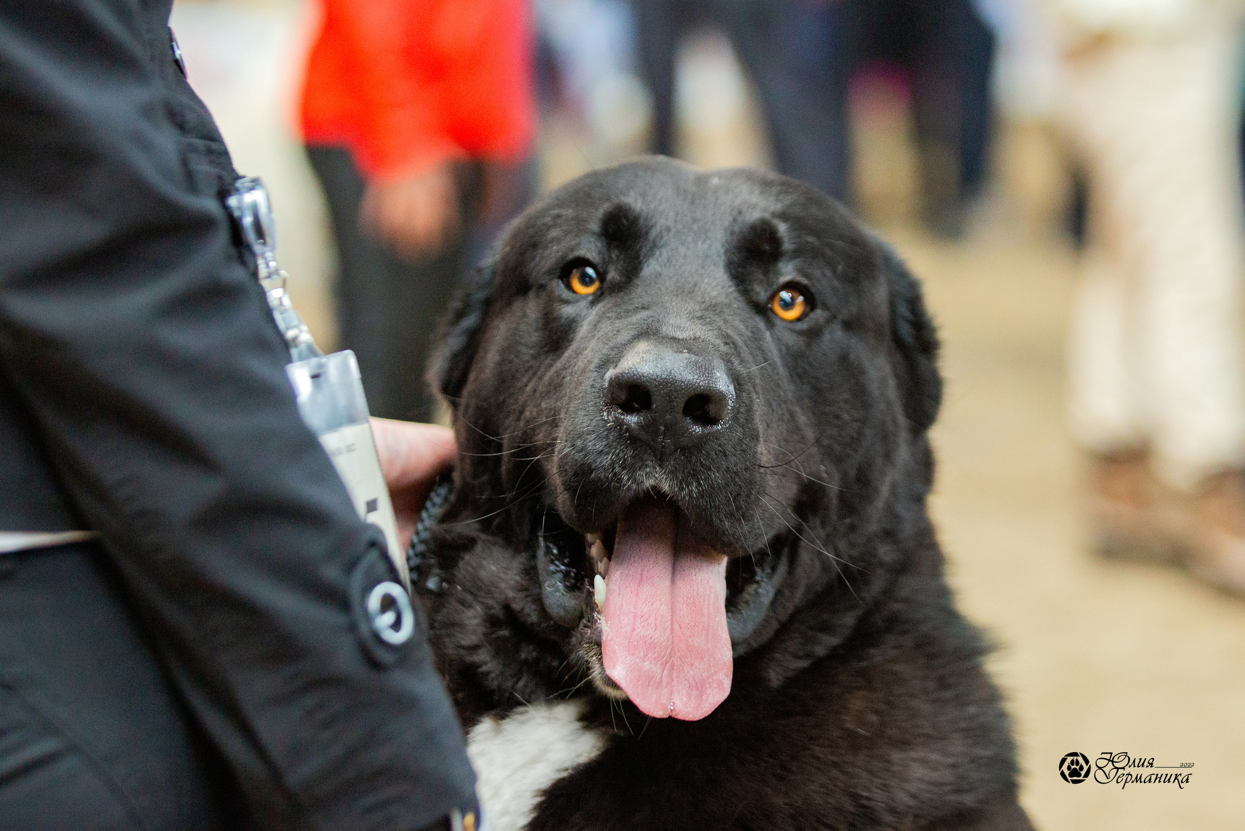 Минск 2хCACIB 5-6 марта 2022. Фотограф-анималист Юлия Германика